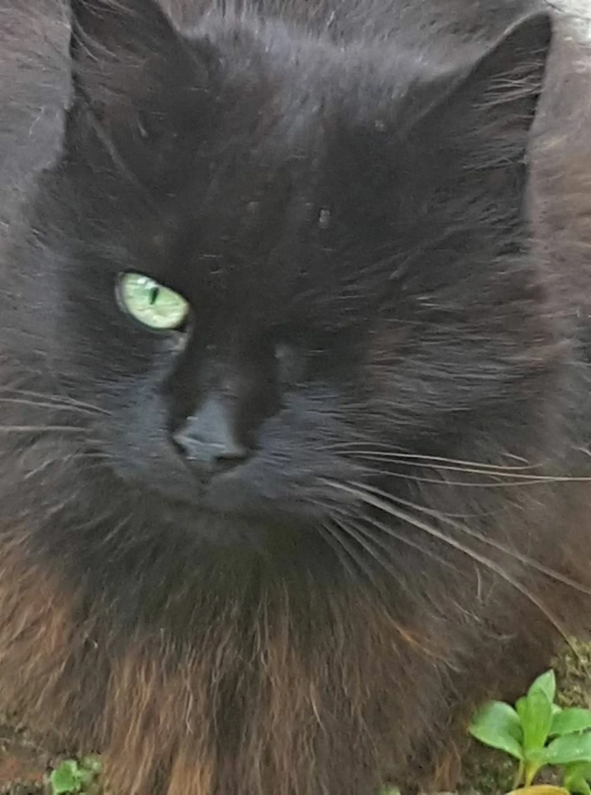 Majiteľka spoznala Chloe podľa chýbajúceho oka.
