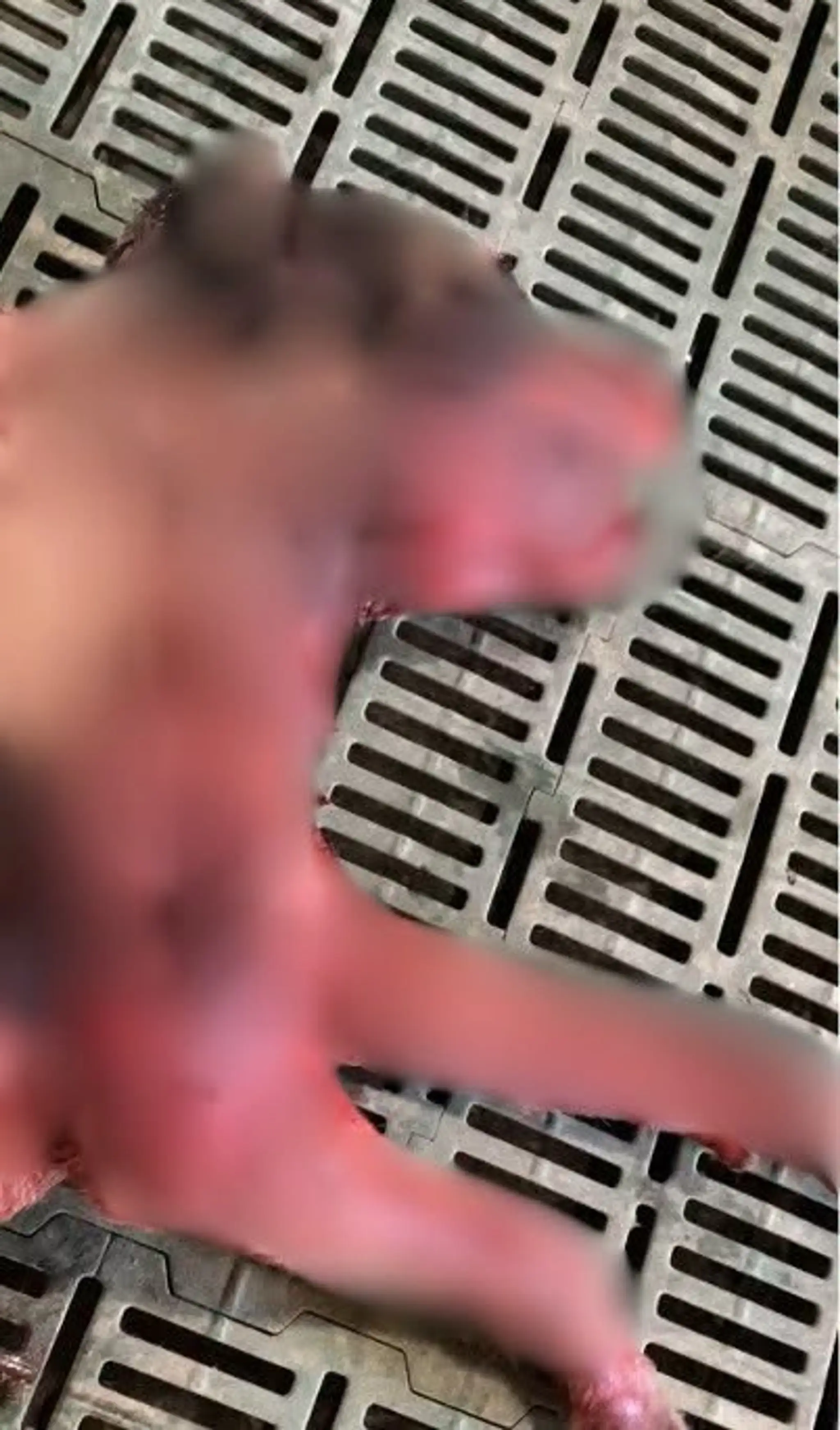 Mimoriadne kruté týranie zvierat.