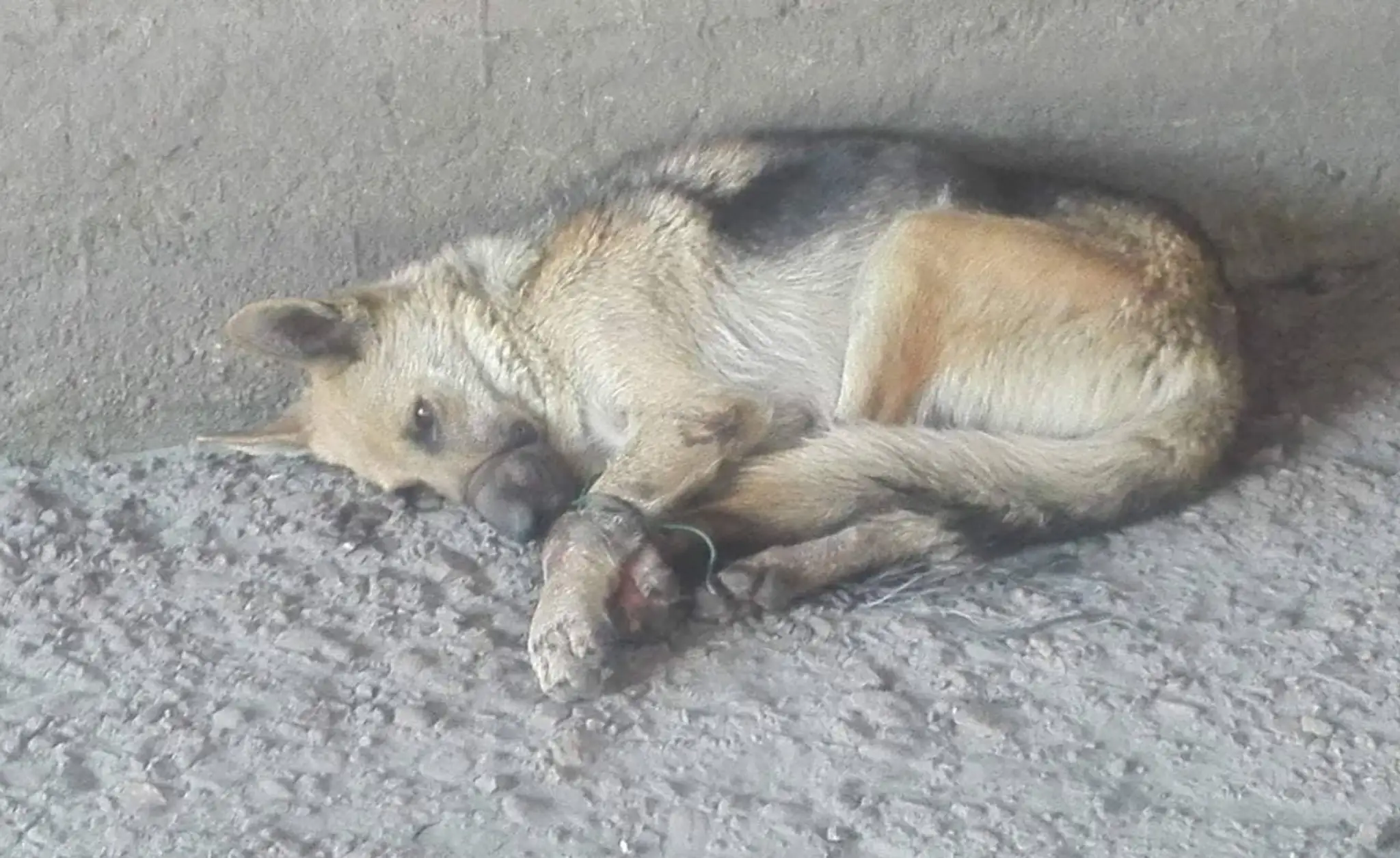 Fenka nemeckého ovčiaka.