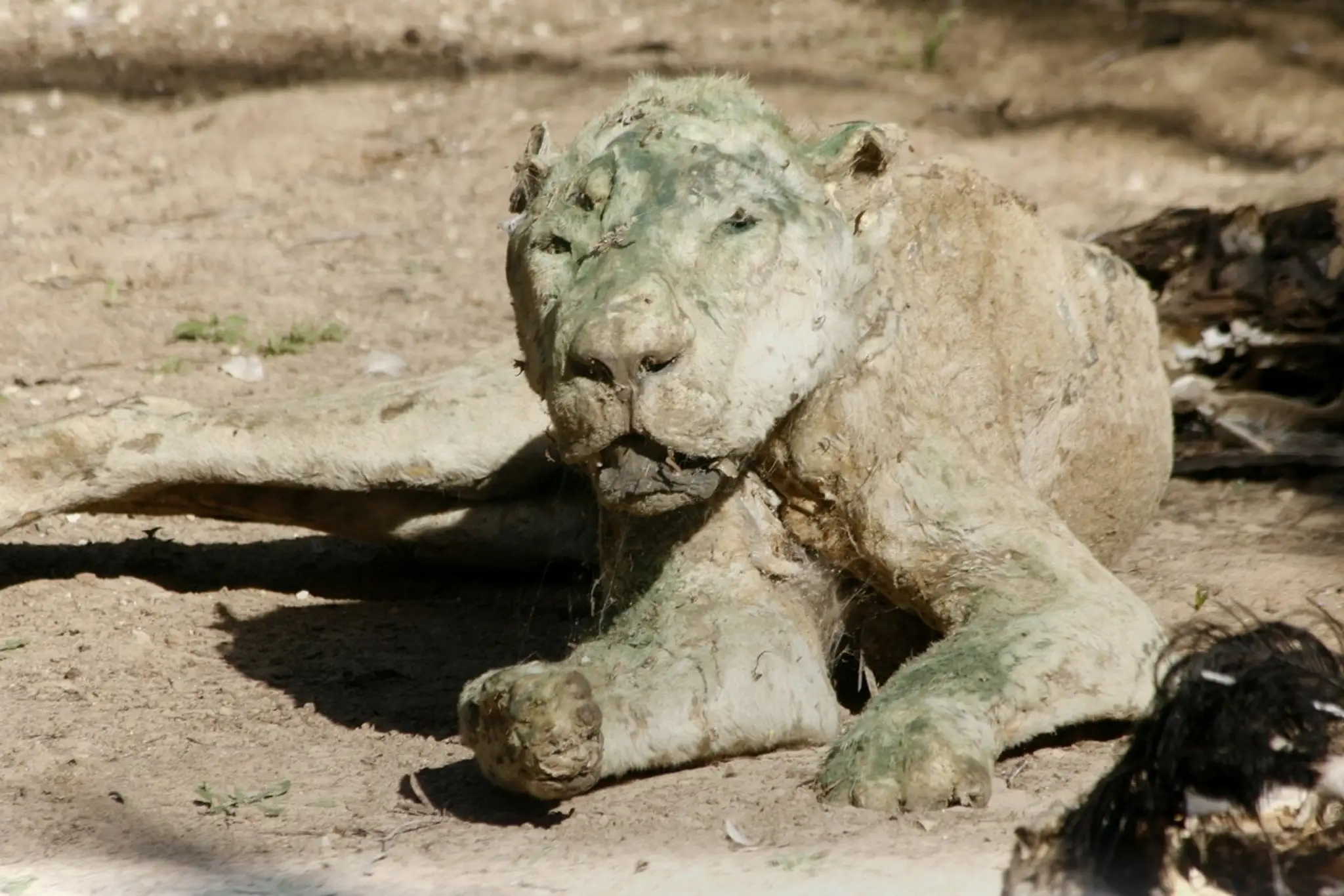 ZOO v Gaze.