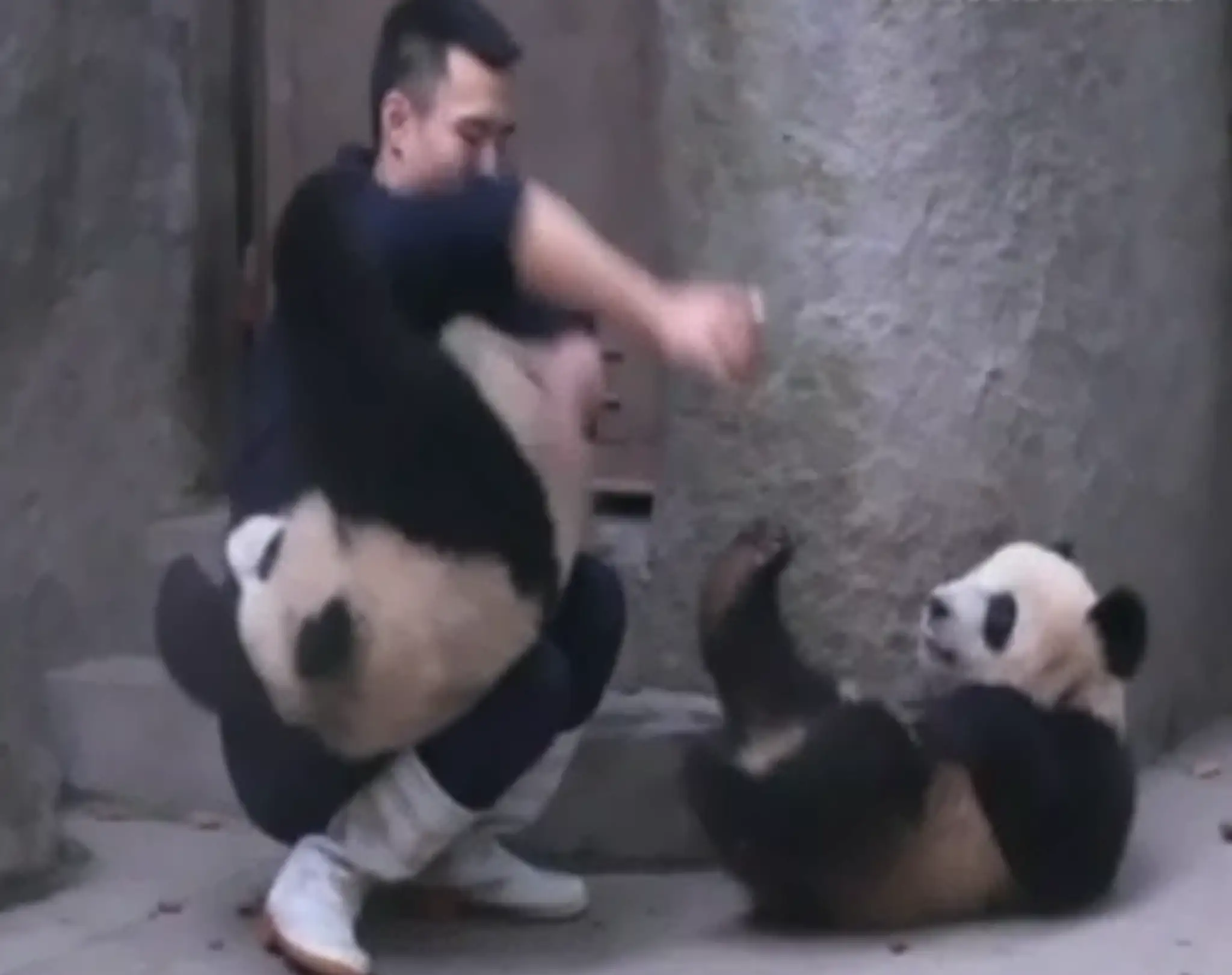 pandy.png