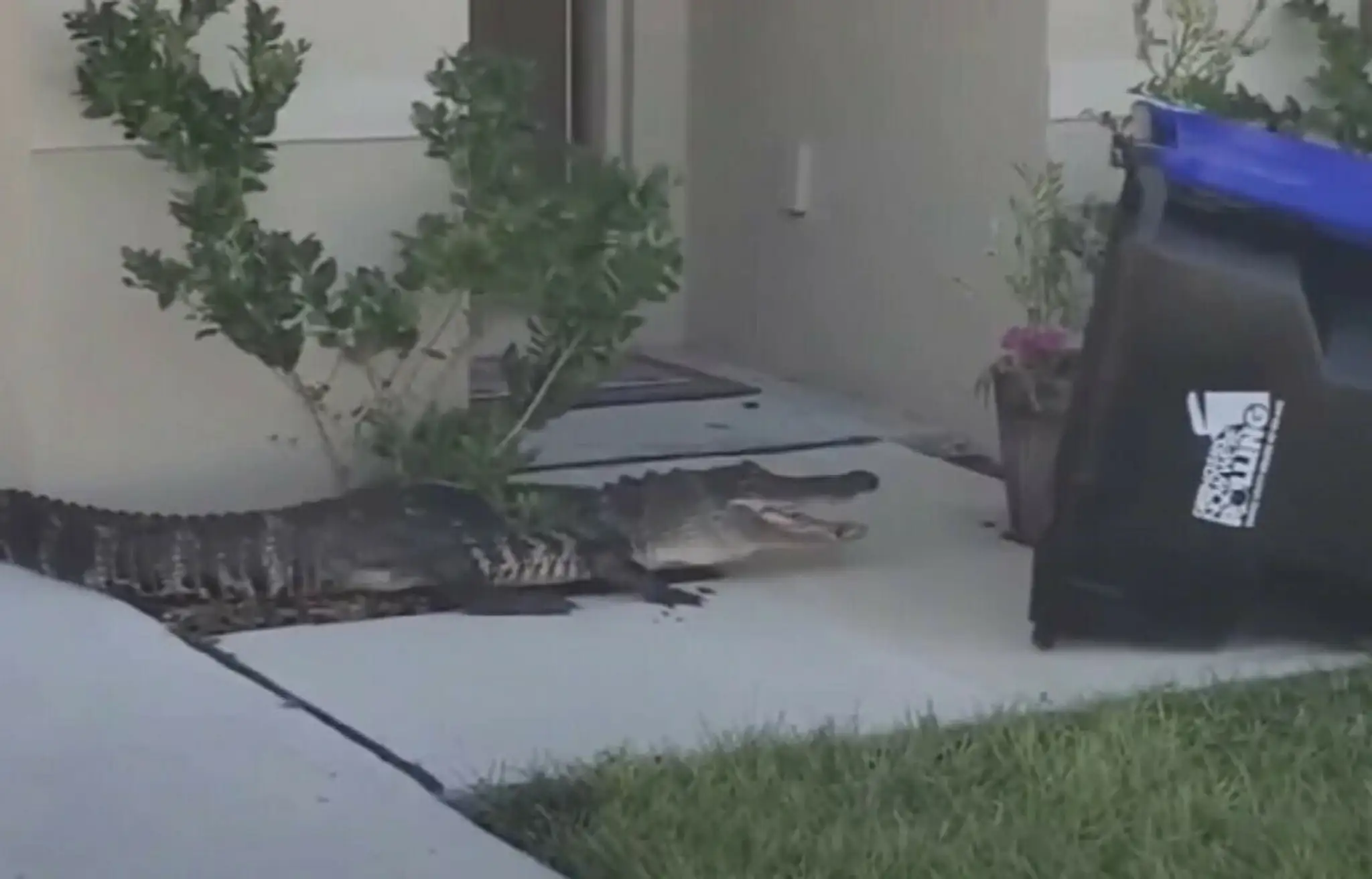 Aligátora dostali do kontajnera na Floride