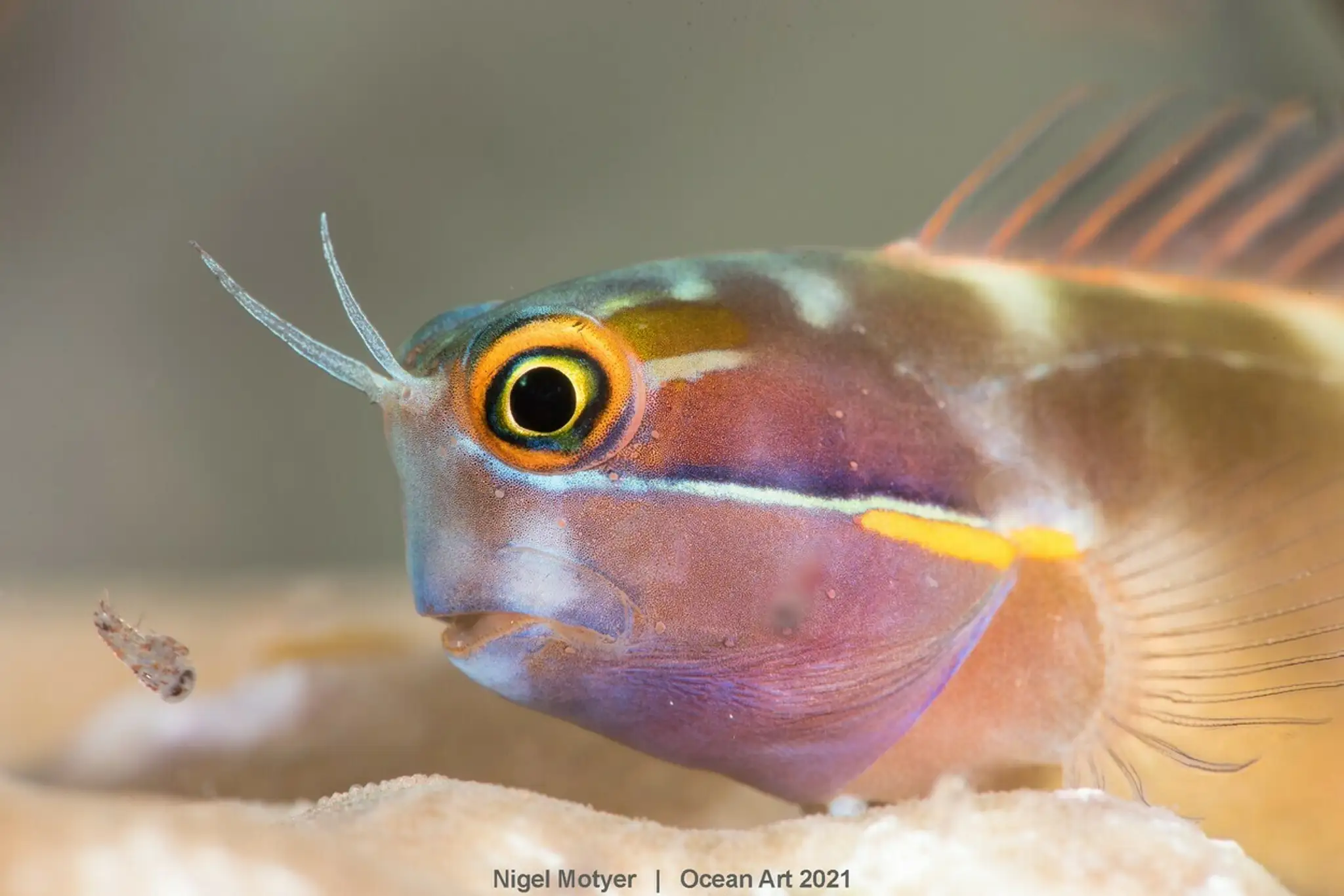 Snímka s názvom Spawning