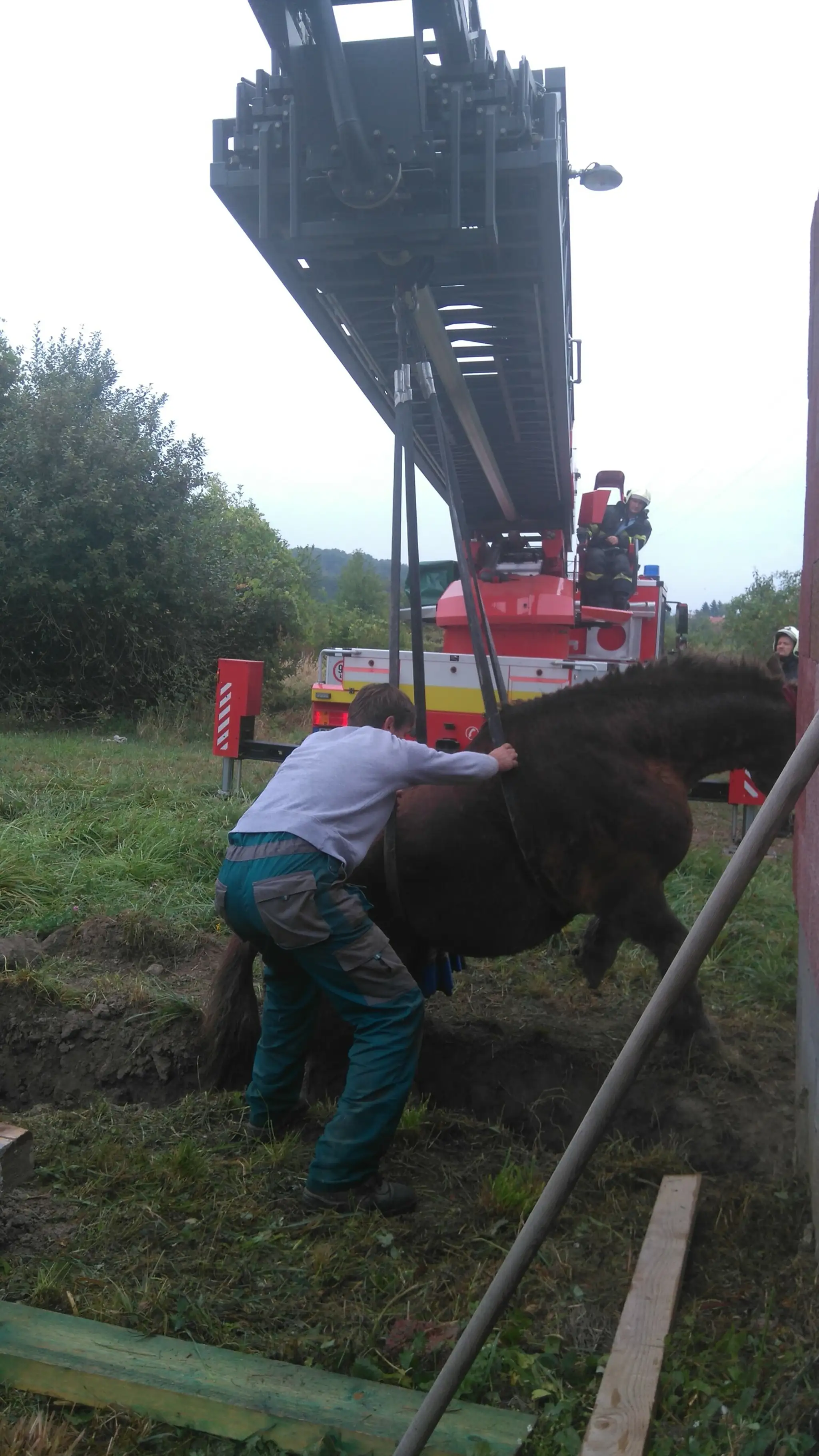 Hasičom z Pezinka sa dnes podarilo zachrániť ťažného koňa