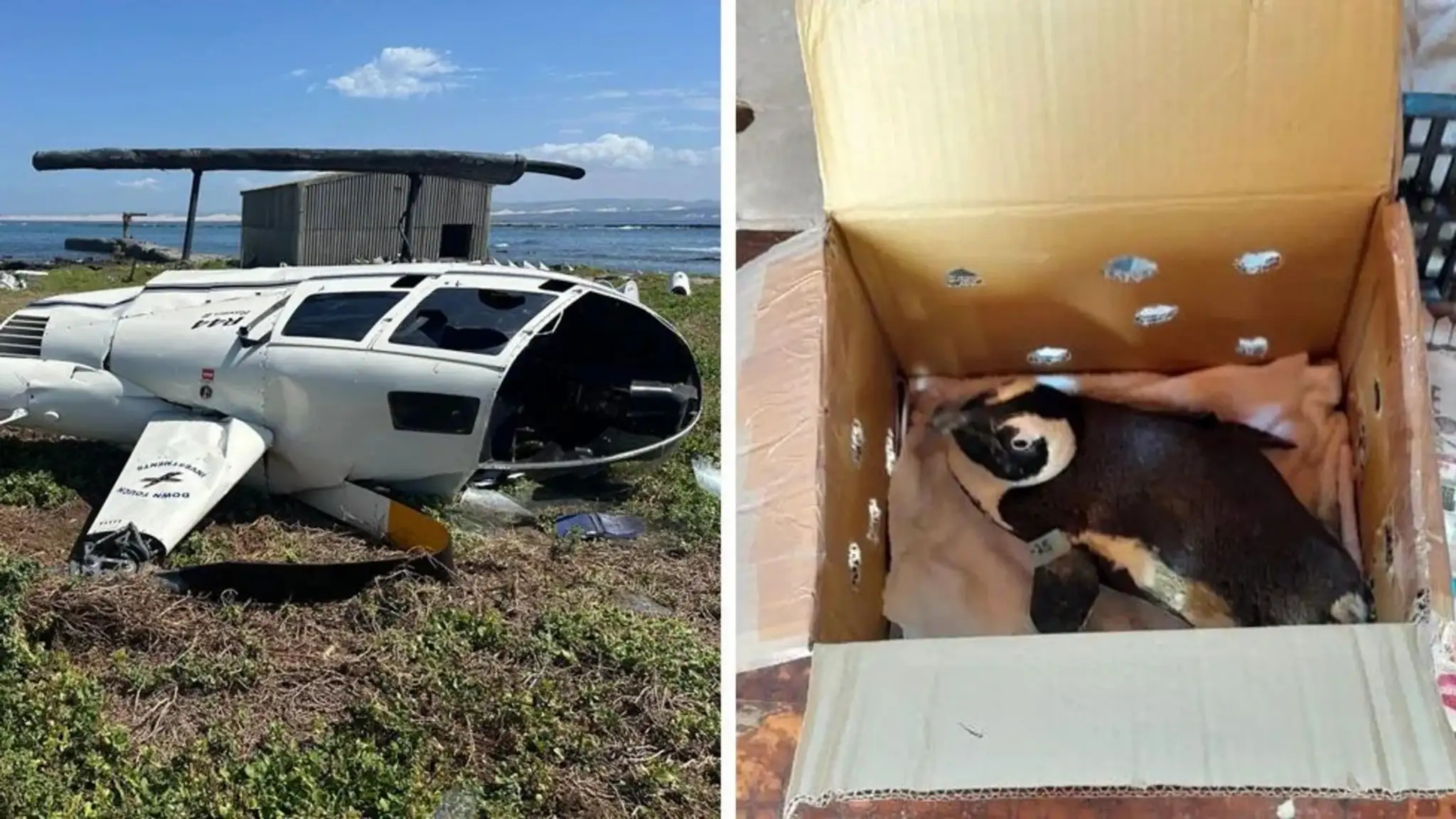 Tučniak zapríčinil pád helikoptéry