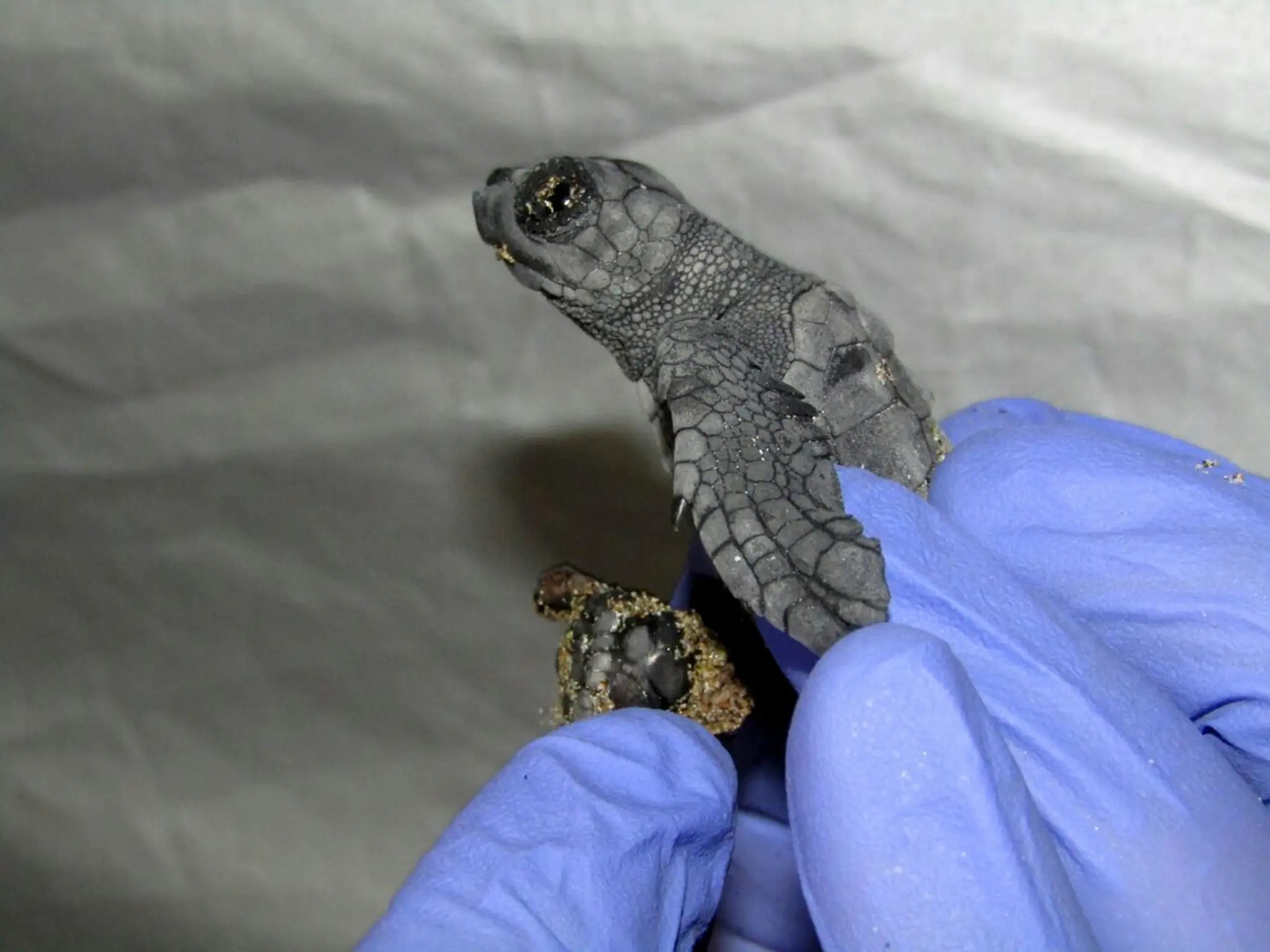 Italy_Conjoined_Turtles474795358023.jpg