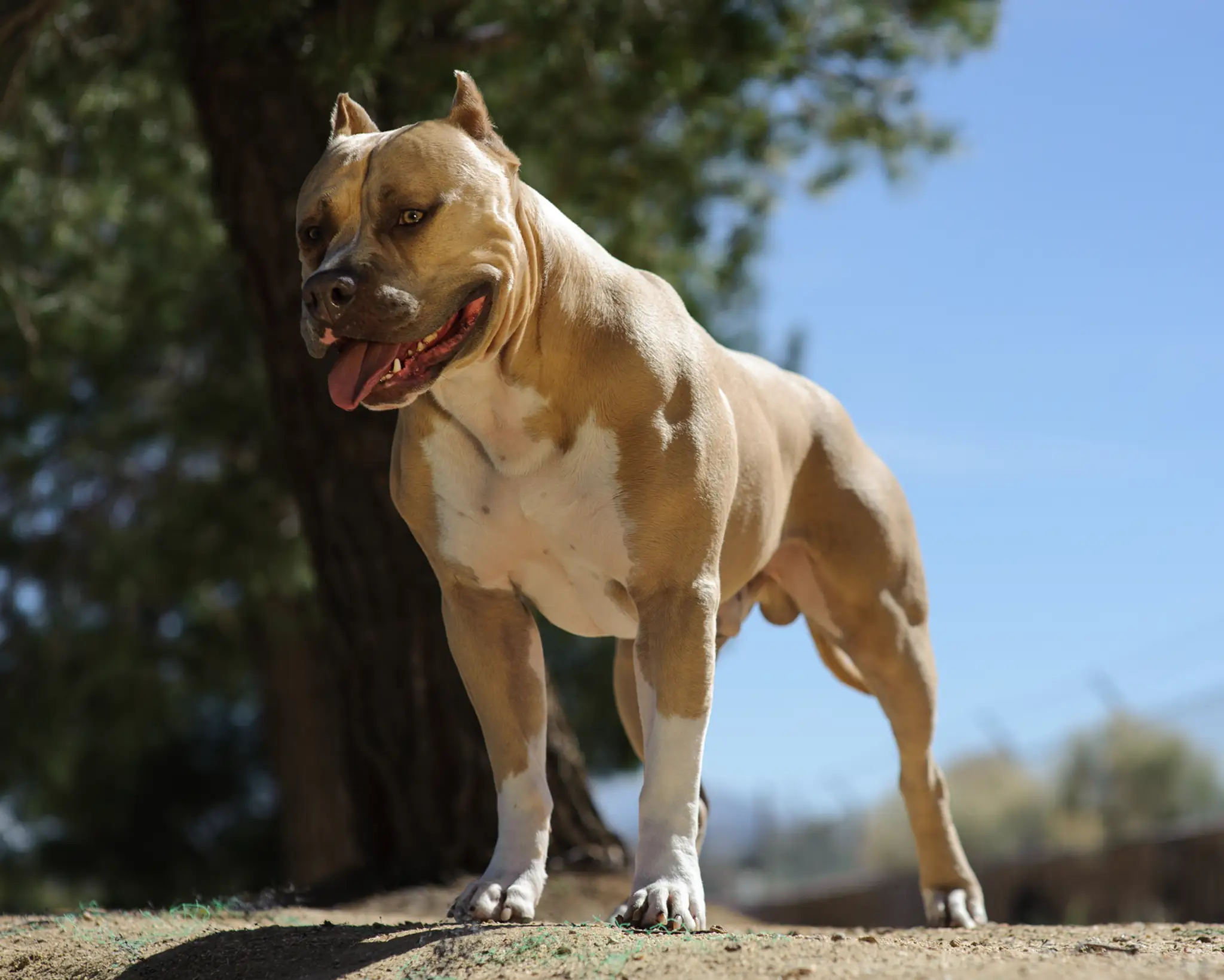 Veľkosť bežného amerického pitbulla.