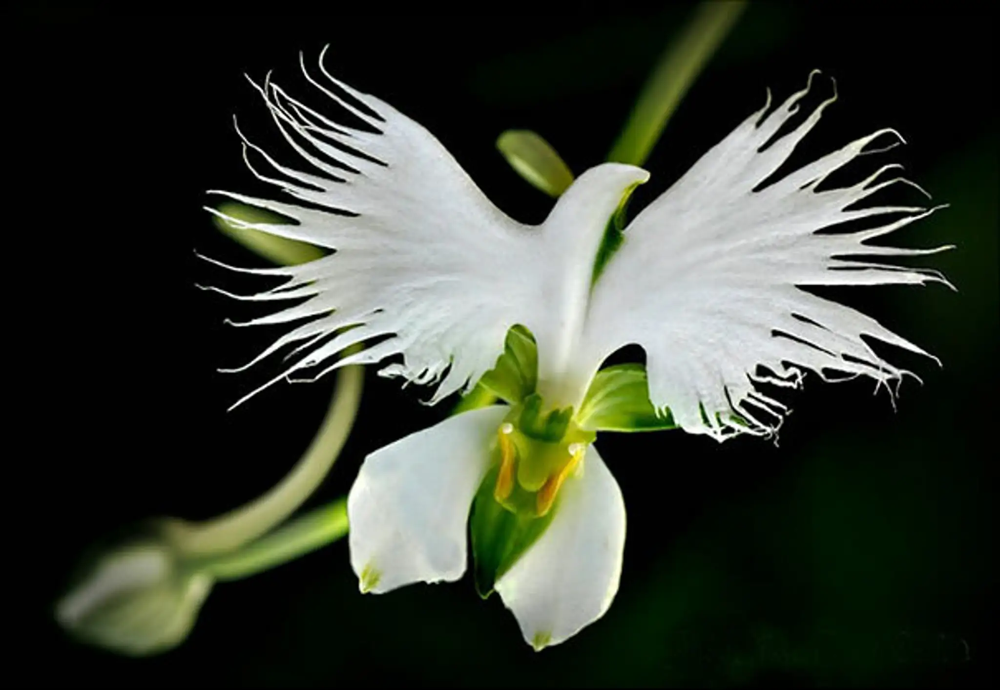 Kvet, ktorý vyzerá ako živý. White Egret Orchid (Habenaria Radiata)