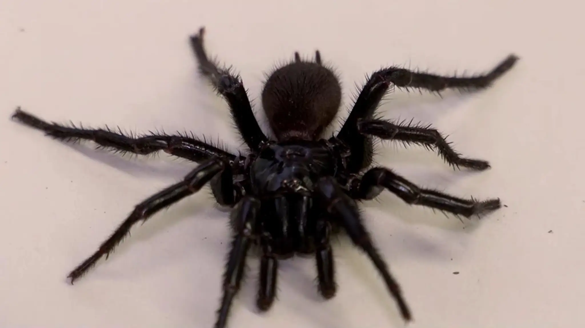 Najväčší austrálsky pavúk Atrax chistenseni.