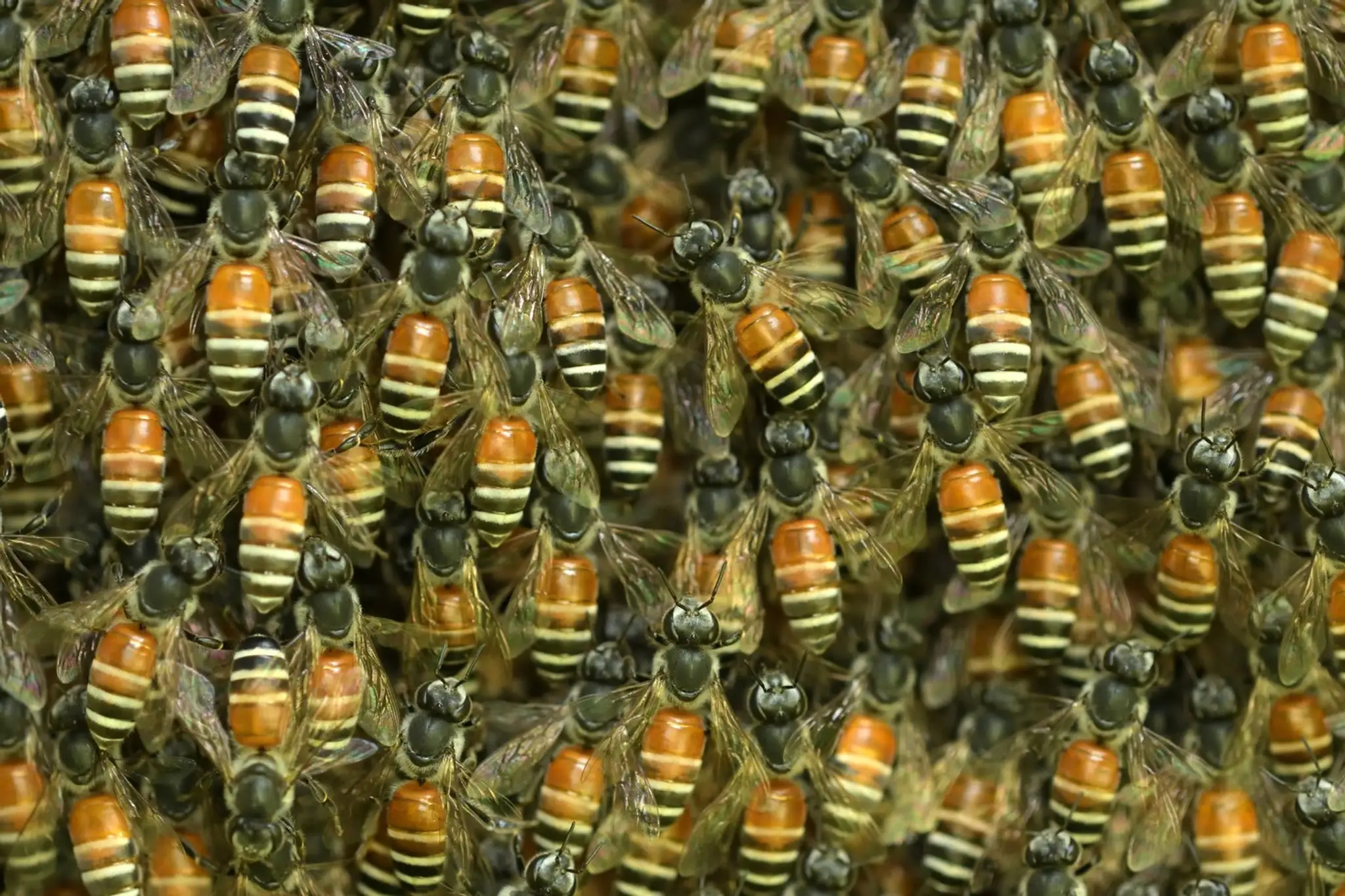 Včela kvetná (lat. Apis Florea)