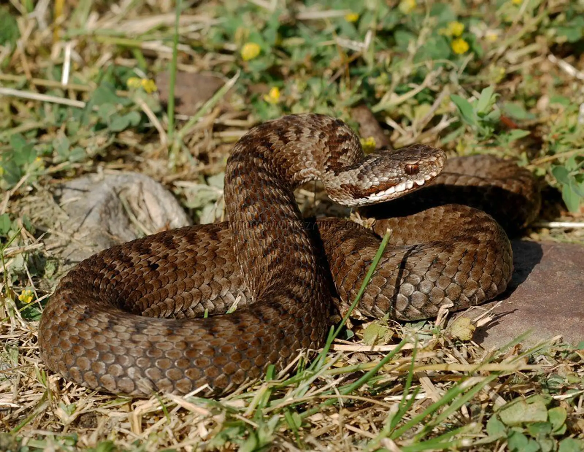 vipera-berus-13.jpg
