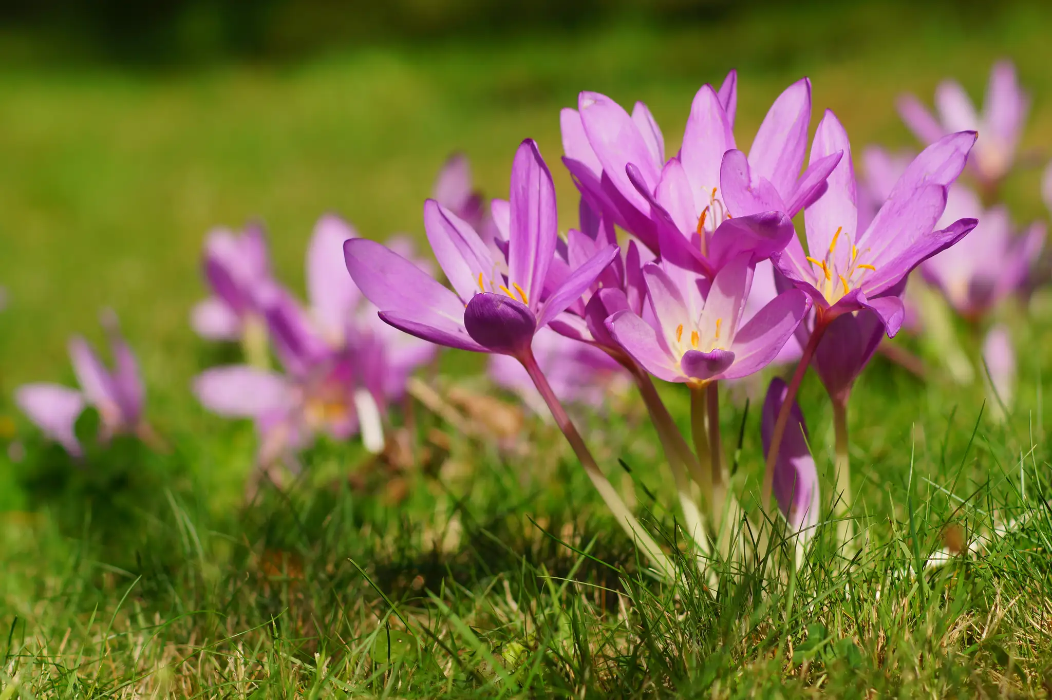 Jesienka obyčajná (colchicum autumnale) po vykvitnutí.