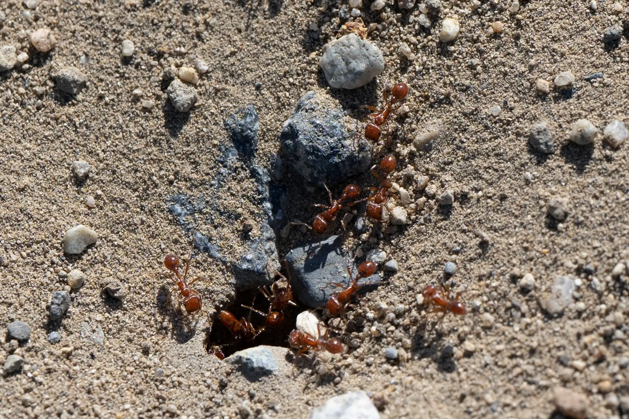 Červený mravec ohnivý (Solenopsis invicta)