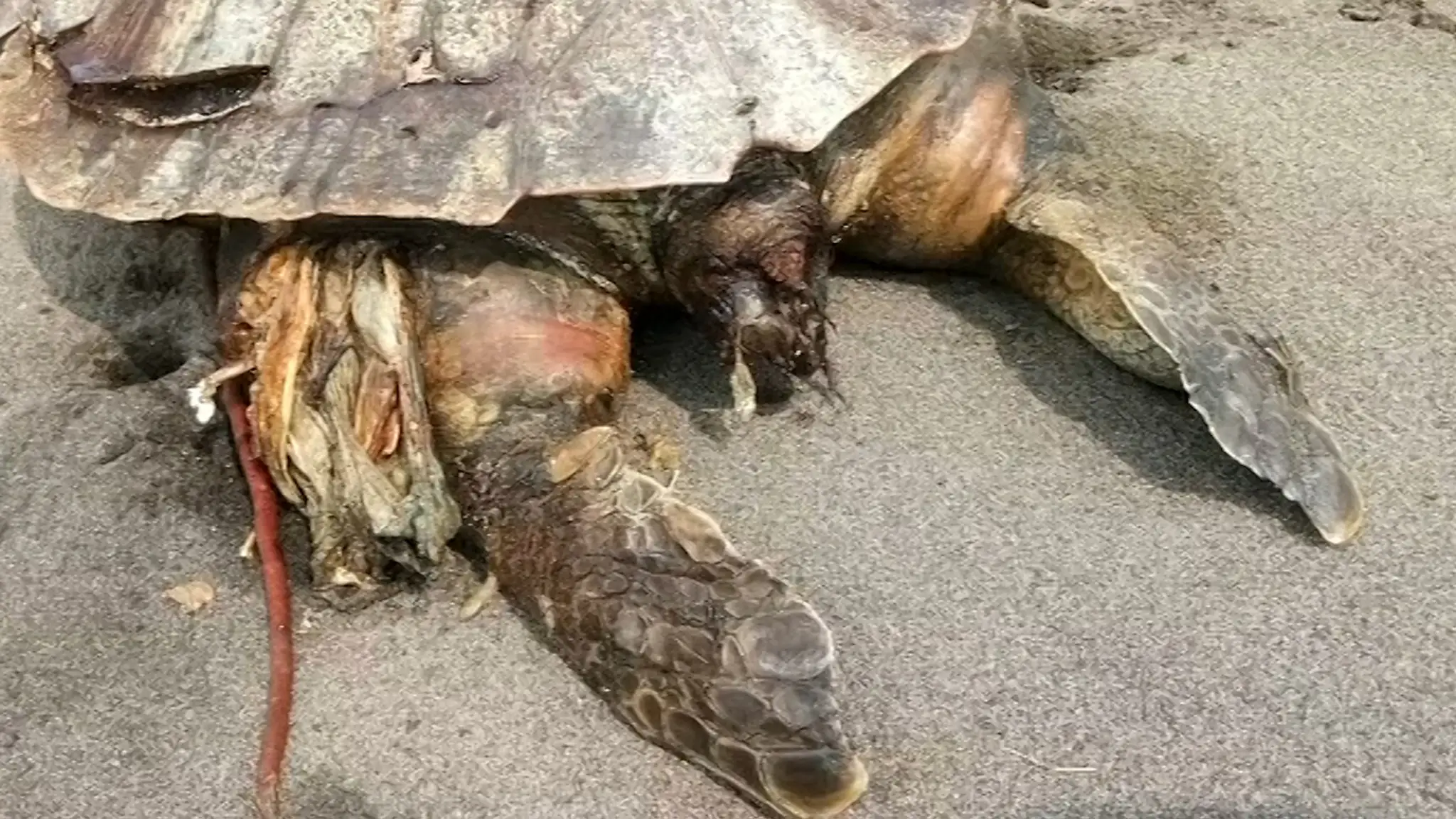 Mŕtva korytnačka mala v tele plastovú igelitku