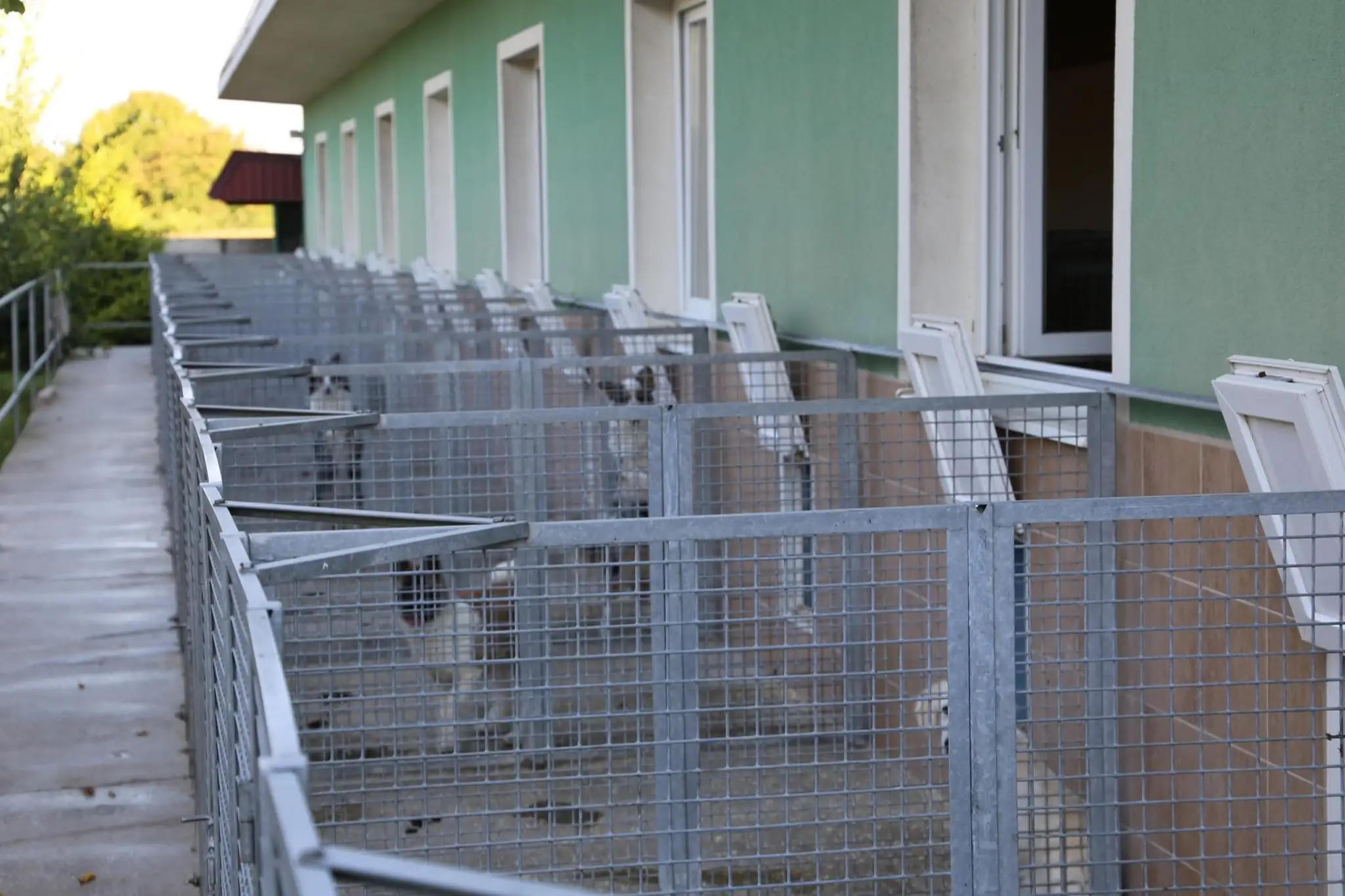 Na snímke je policajná akcia Kerberos proti nelegálnemu obchodu so psami.