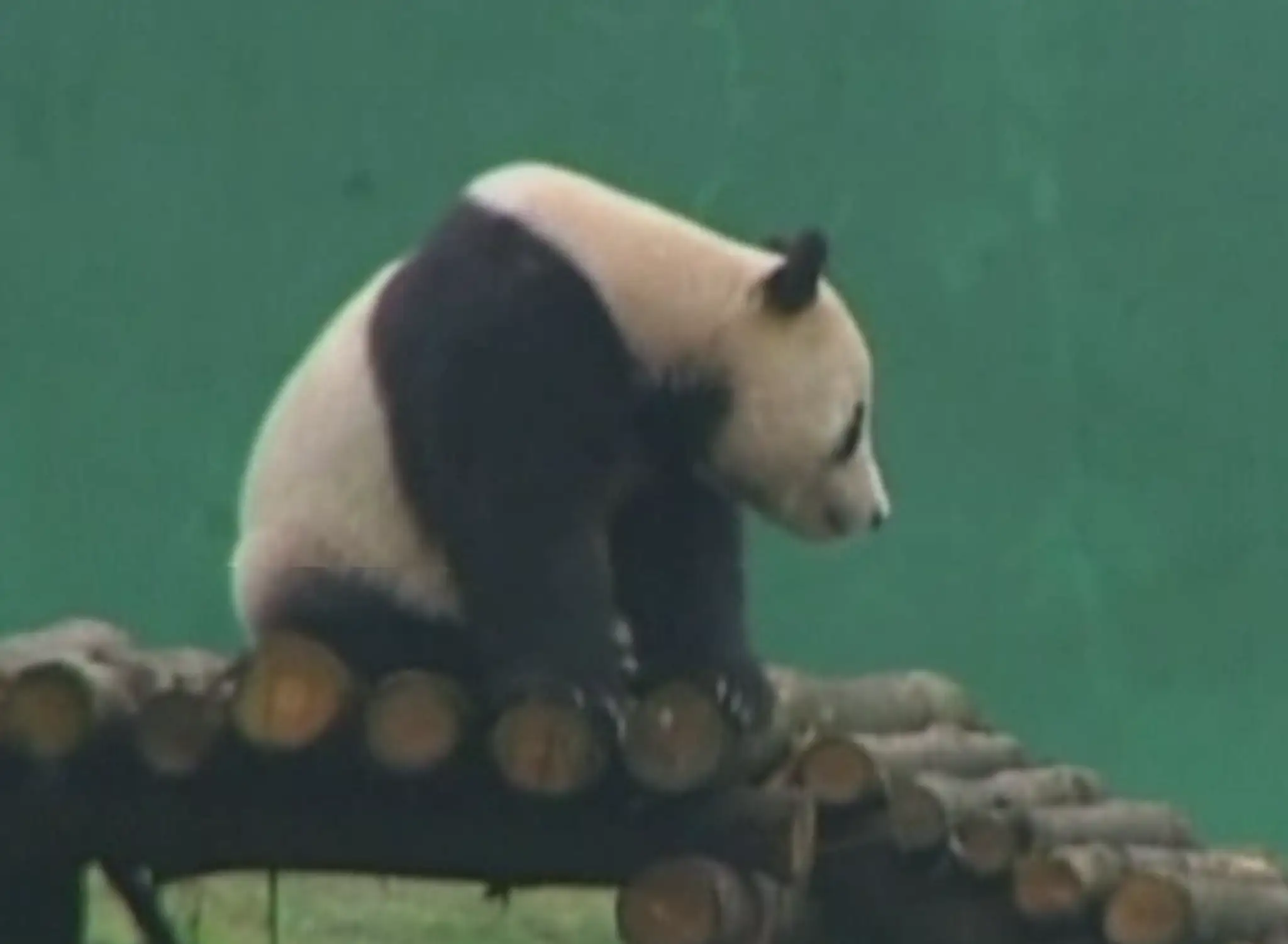 panda.png