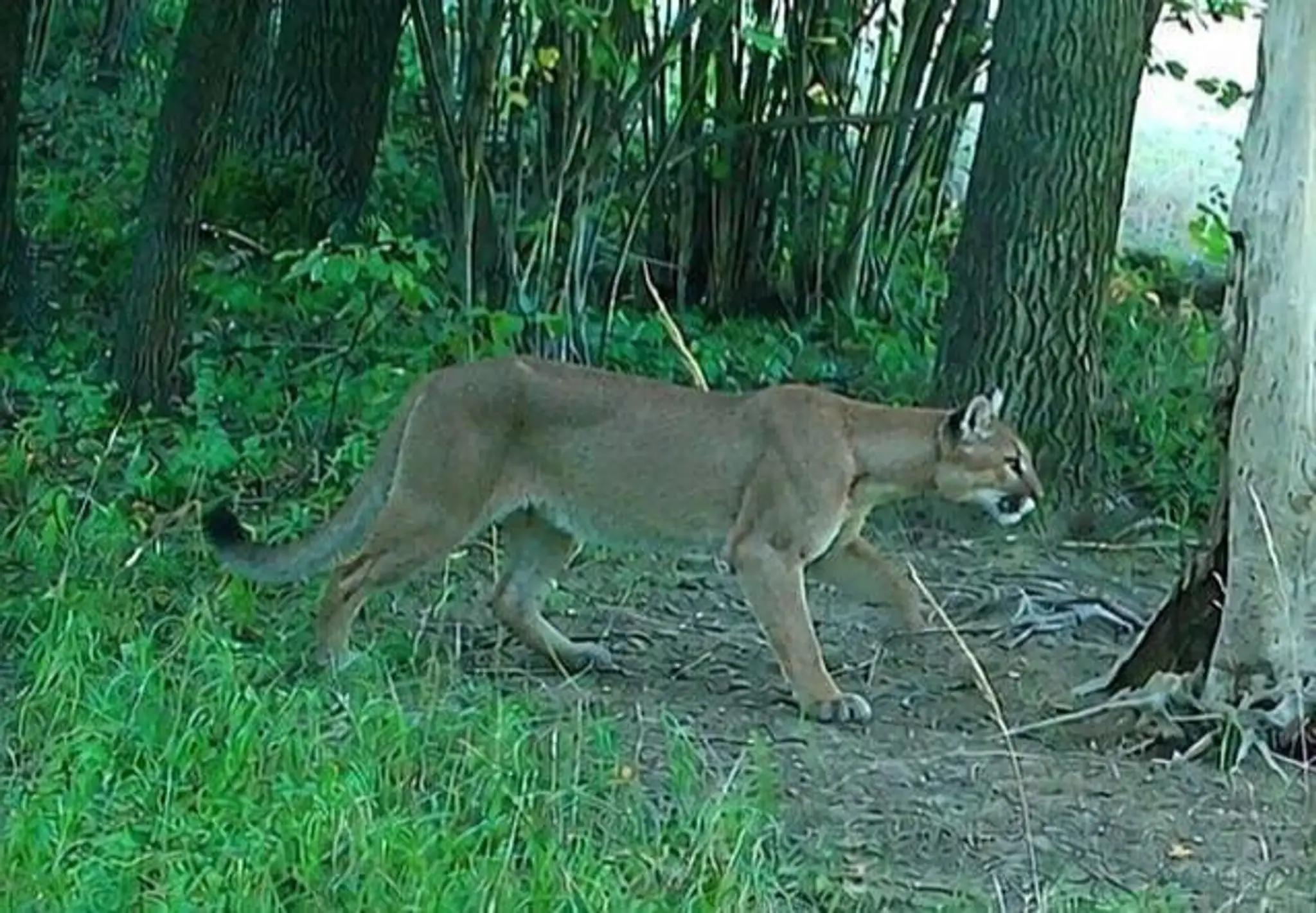 Puma zachytená na fotopasci.