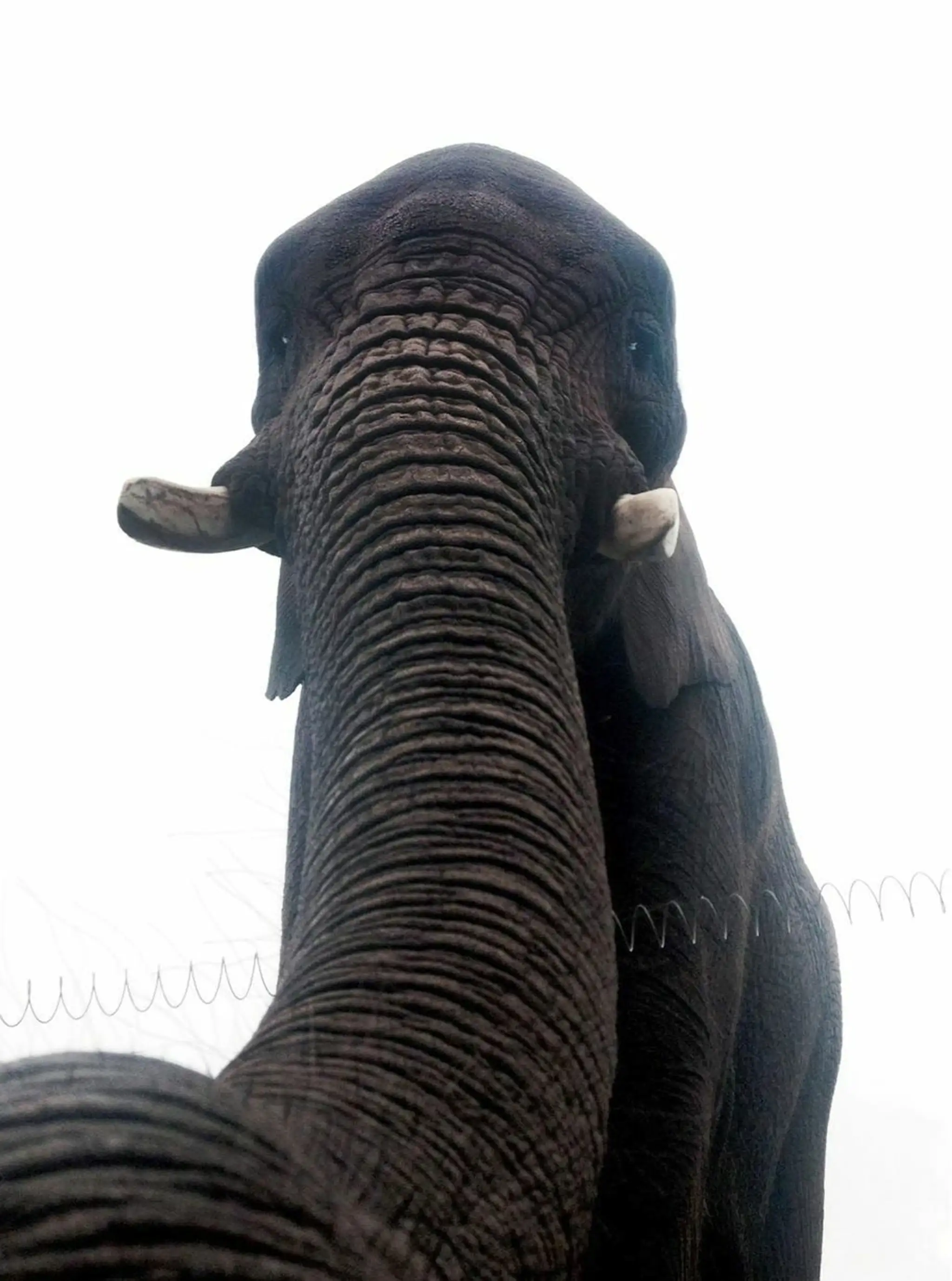 Slonica si urobila selfie