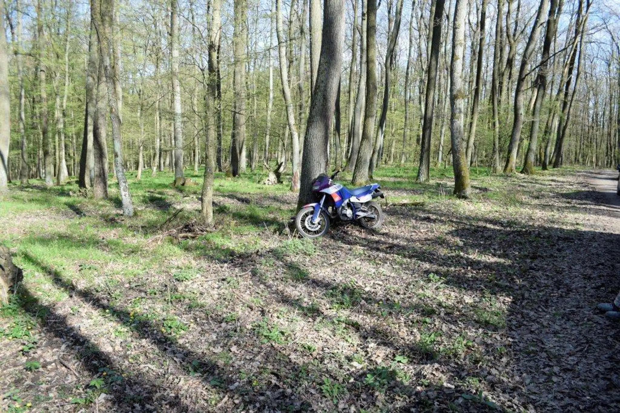 Motoristi v lese.
