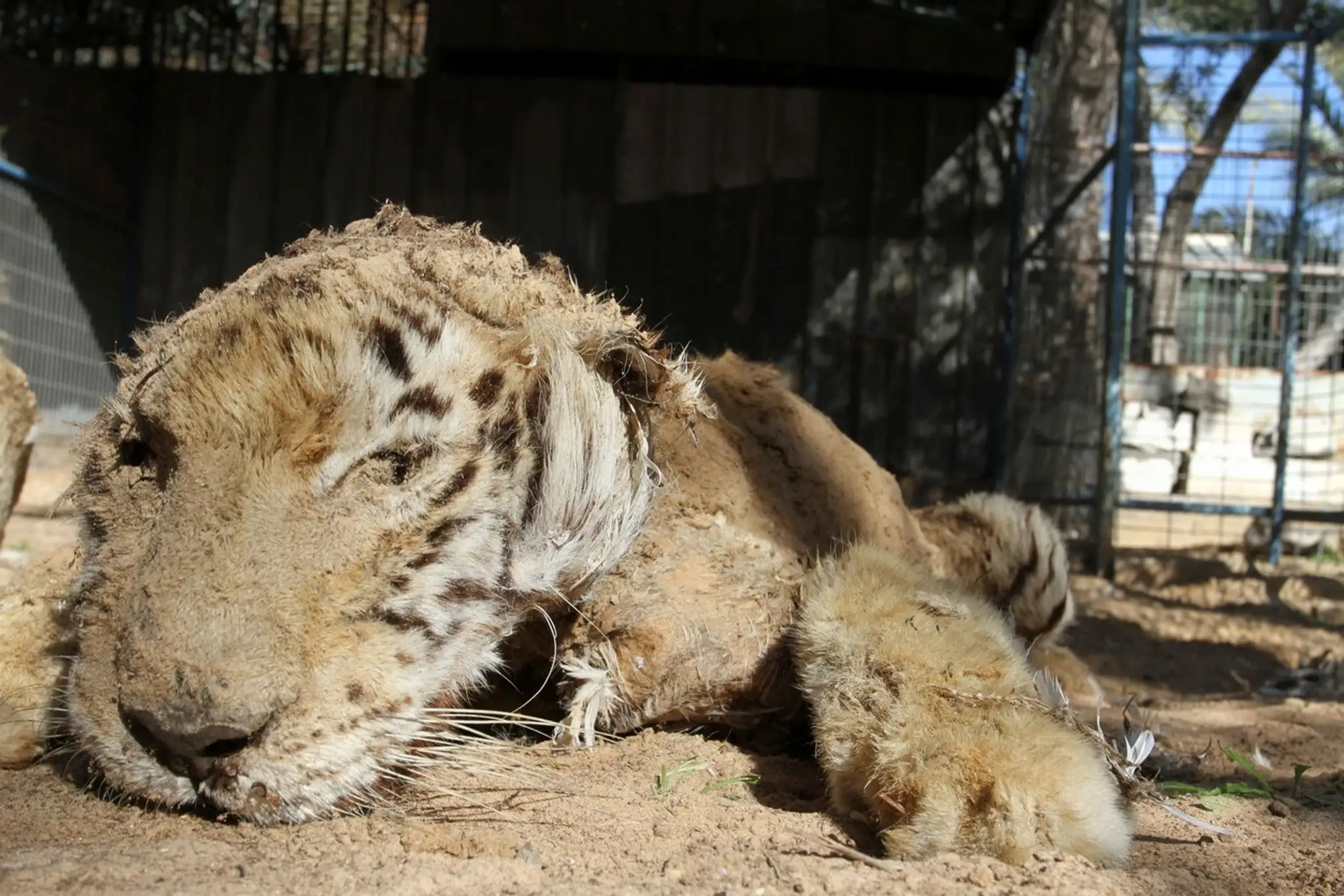 ZOO v Gaze.