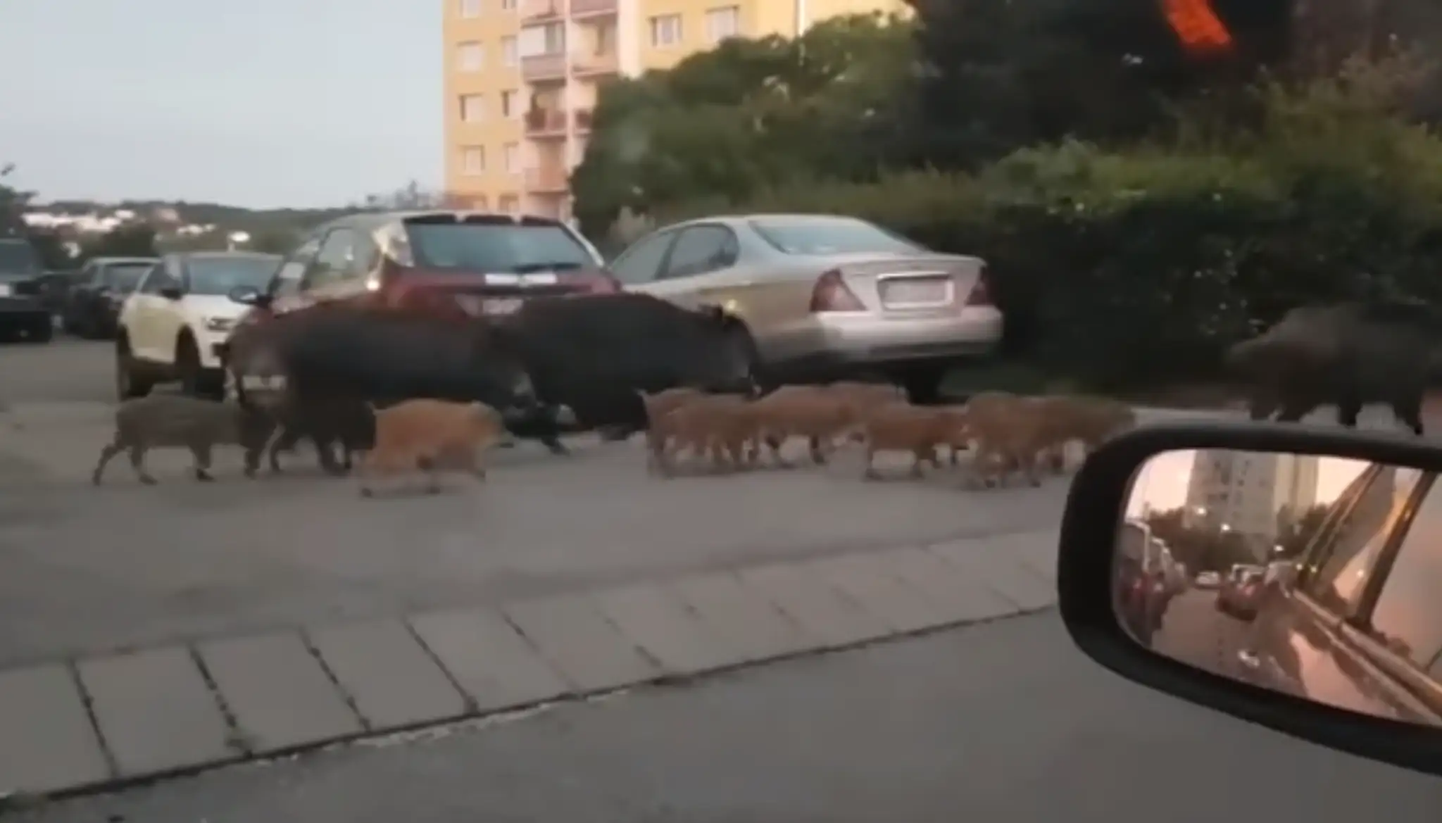 Diviaci na Kramároch