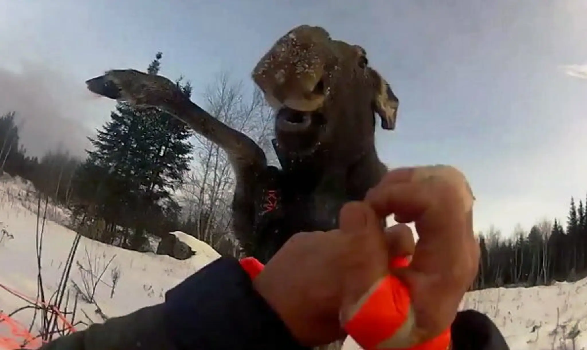 moose-vs-man.jpg