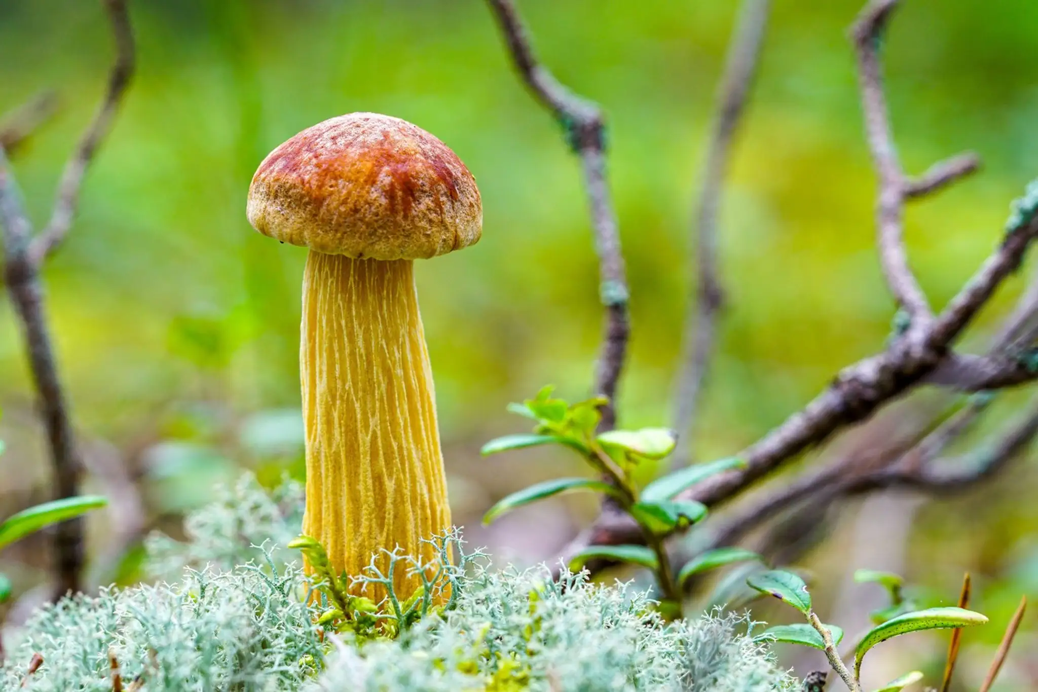 Aureoboletus projectellus