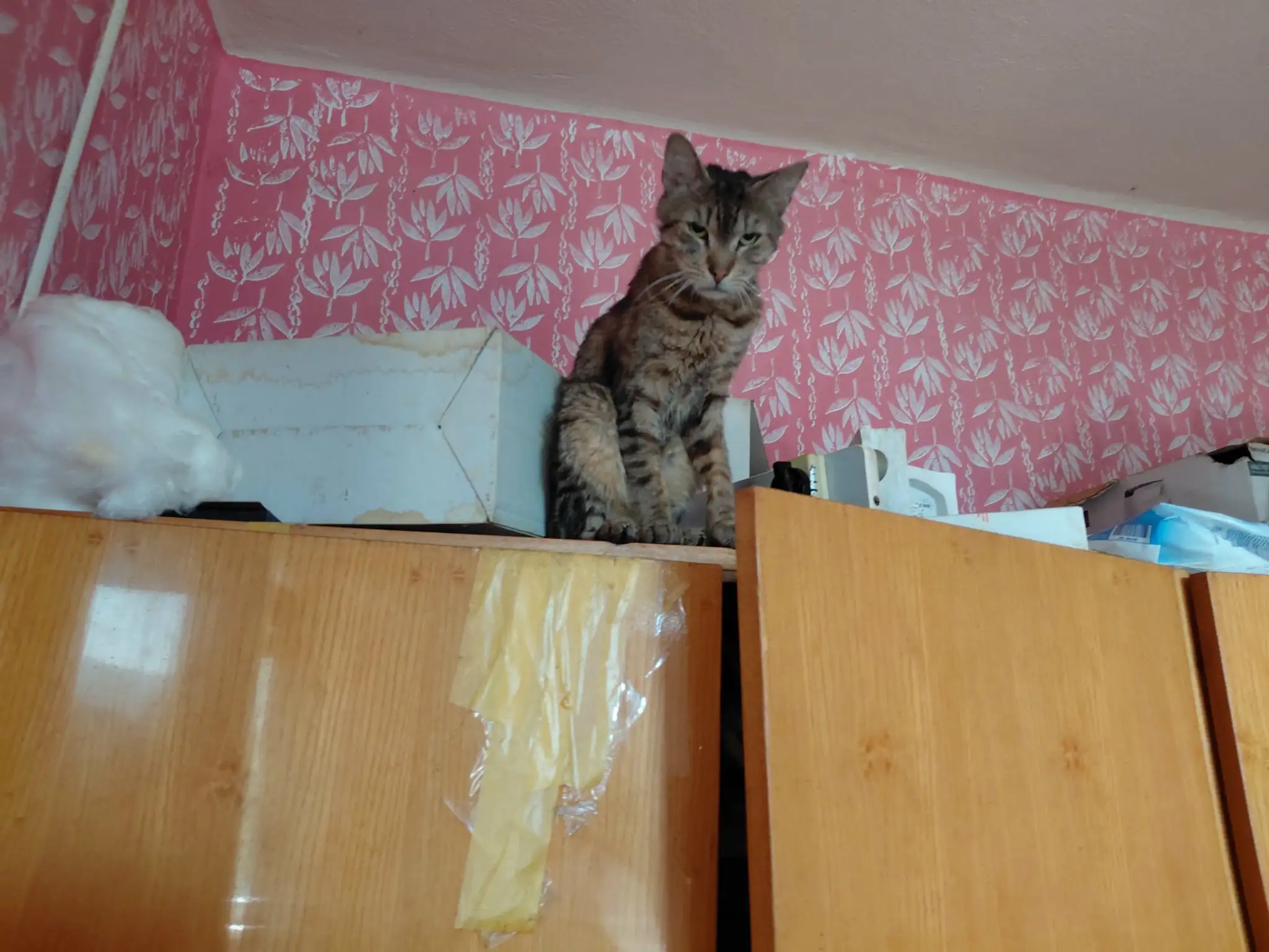 Katastrofálne podmienky a zanedbané zvieratá.