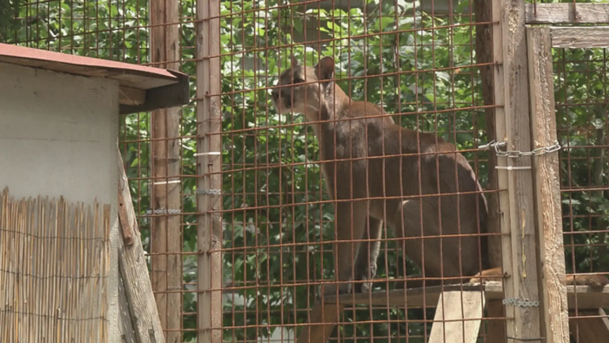 Stratená puma je už v zoo.