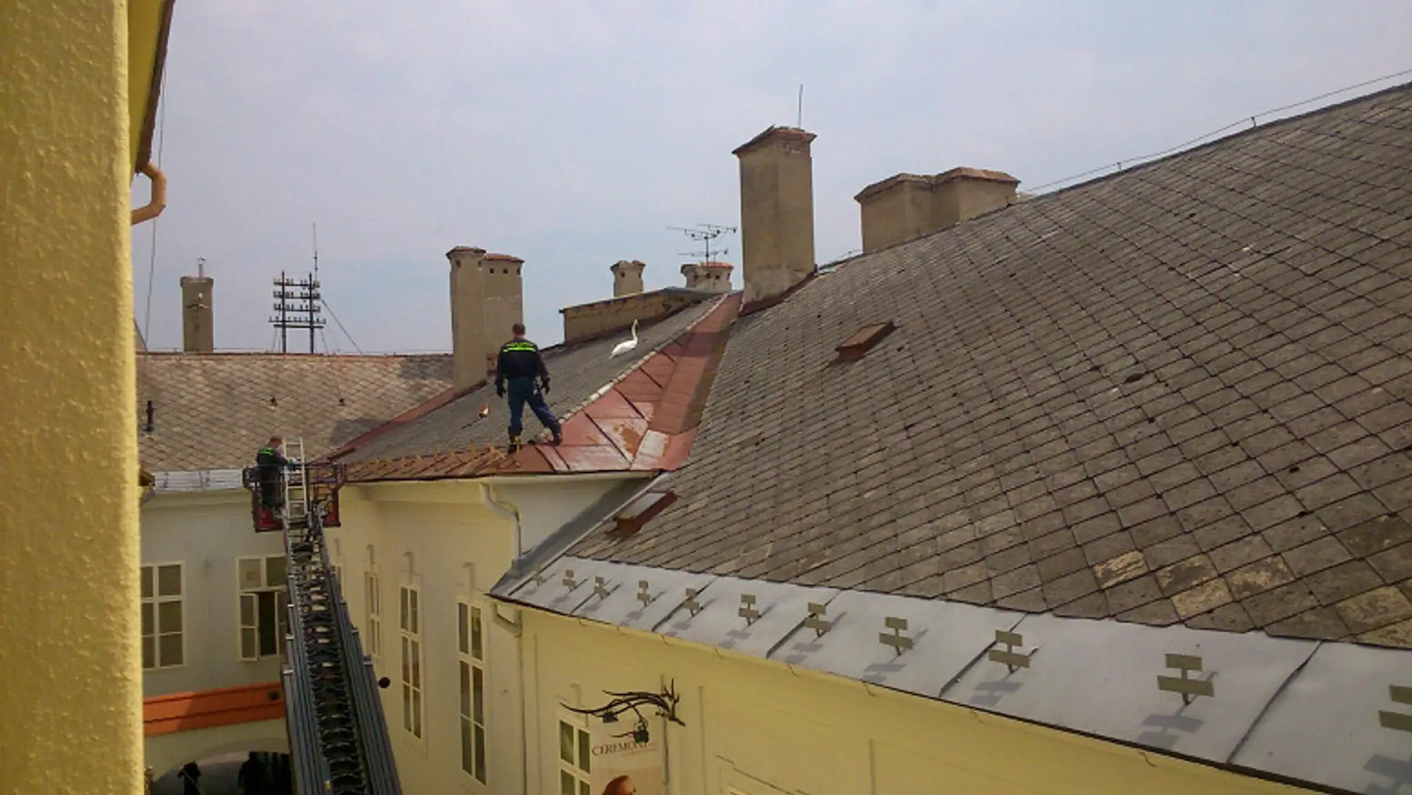 V Košiciach zachraňujú labuť.