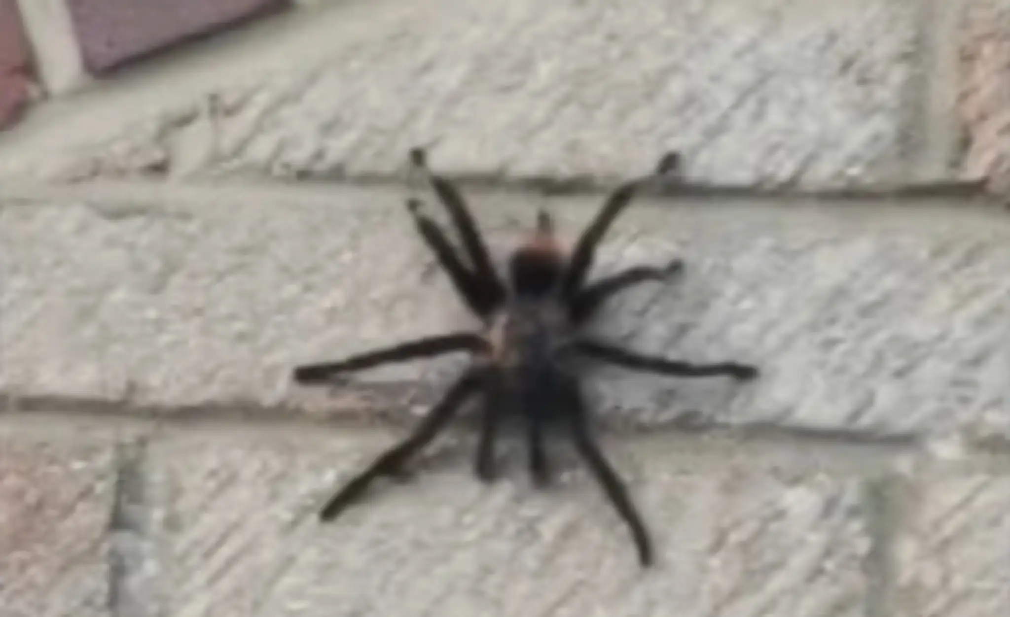 Tarantula.
