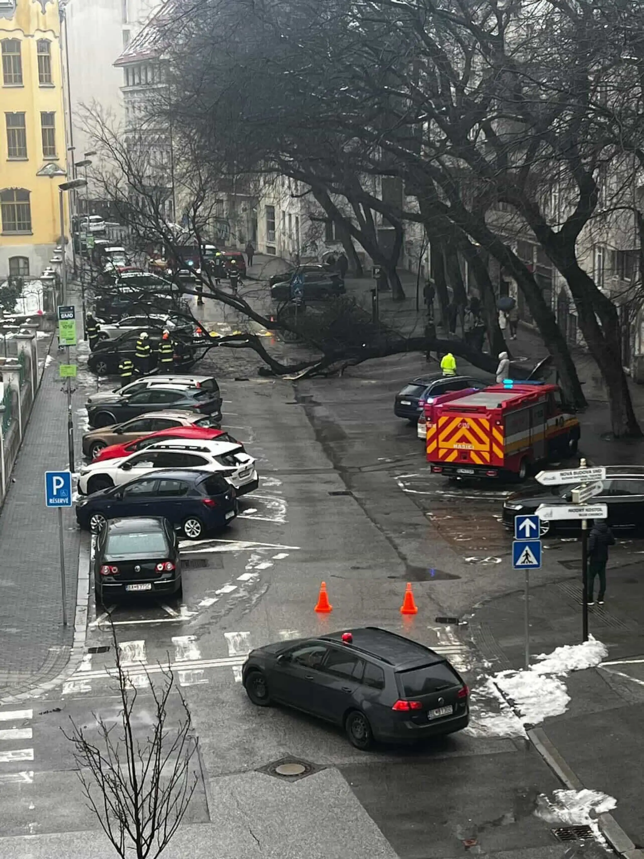Na Grosslingovej ulici sa zrútil mohutný strom