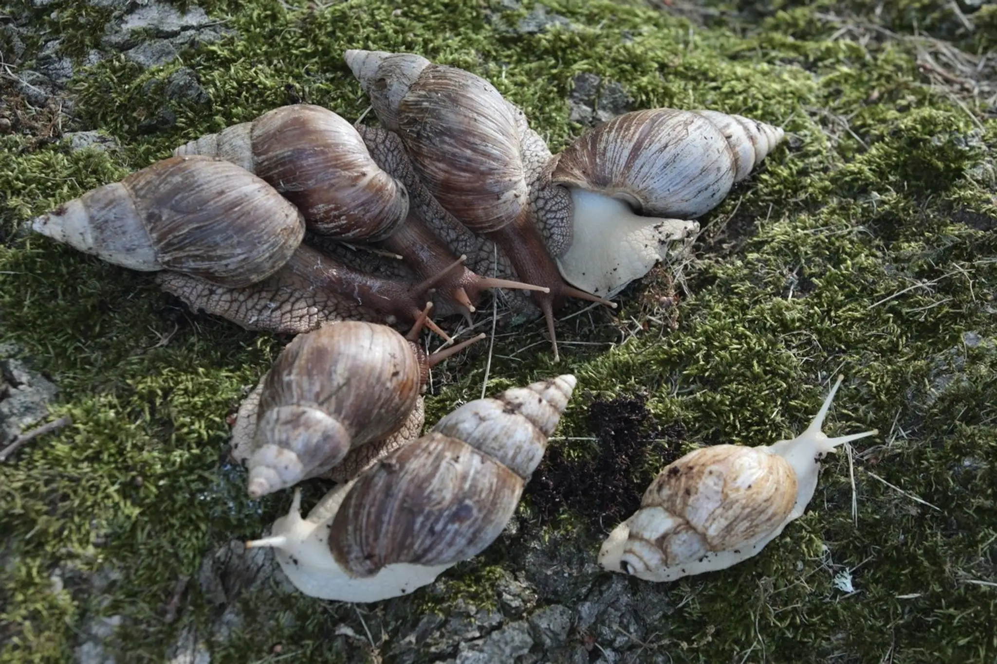 Oblovka žravá (Lissachatina Fulica)