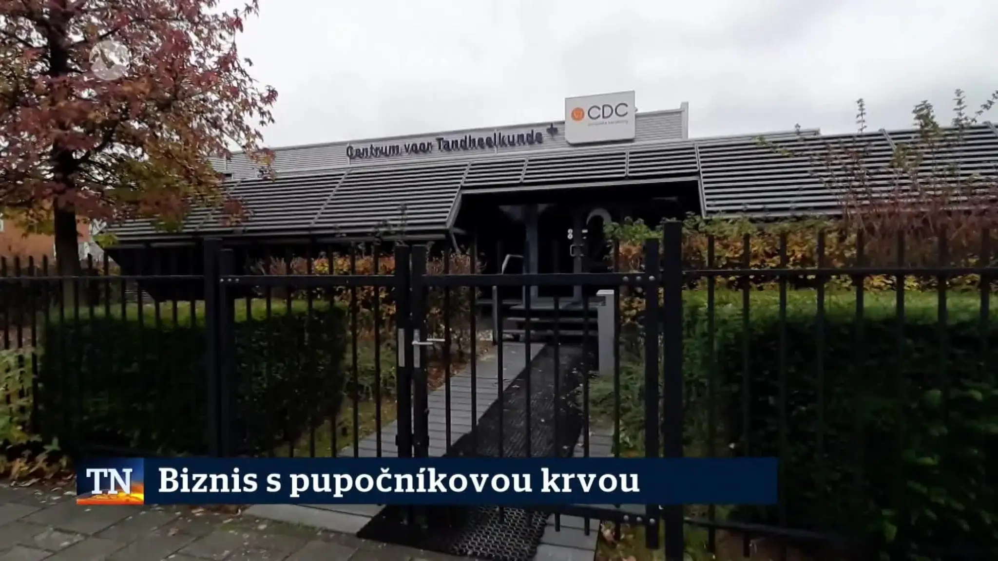 2026-10-10-TN-9-Biznis-s-pupocnikovou-krvou