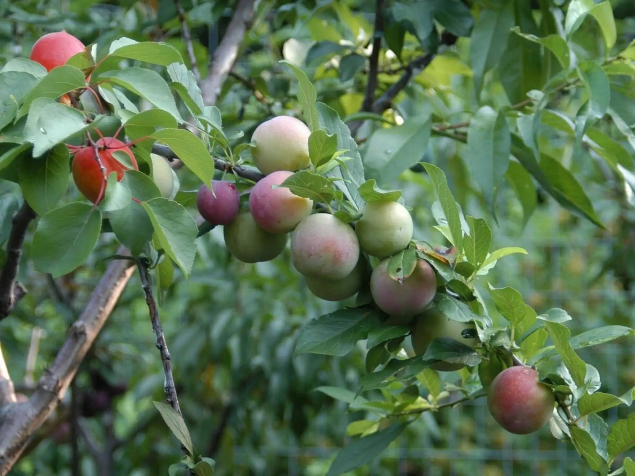 tree-of-40-fruit-3.jpg