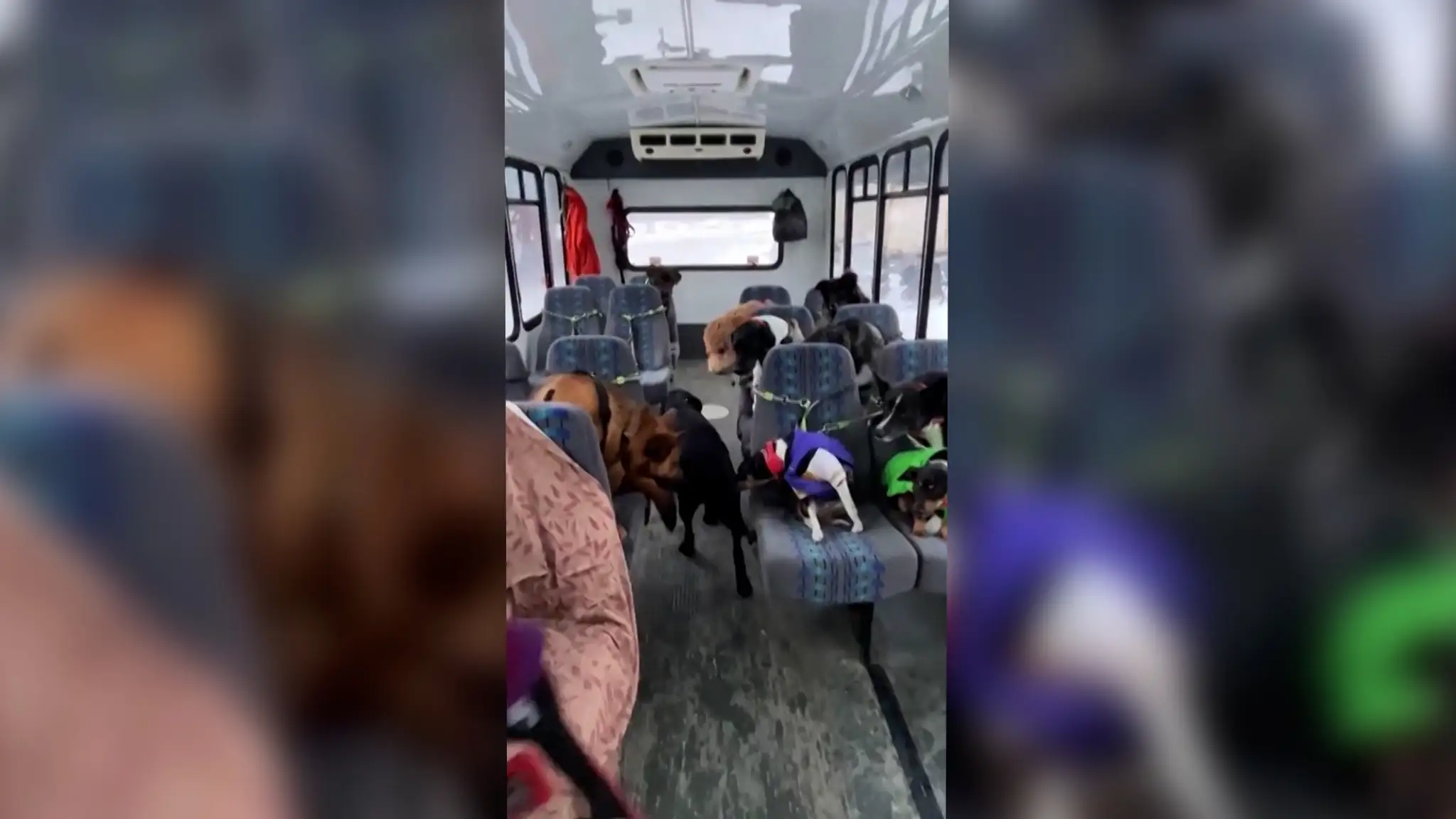 Psí autobus na Aljaške