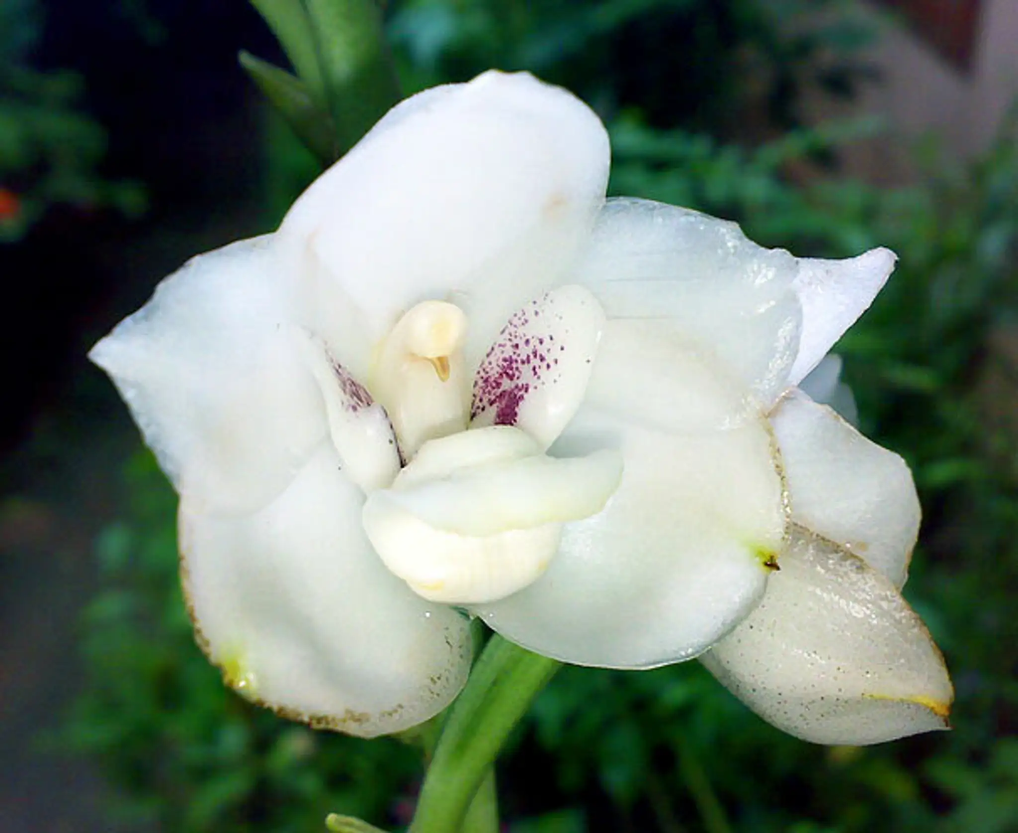 Kvet, ktorý vyzerá ako živý. Dove Orchid Or Holy Ghost Orchid (Peristeria Elata)