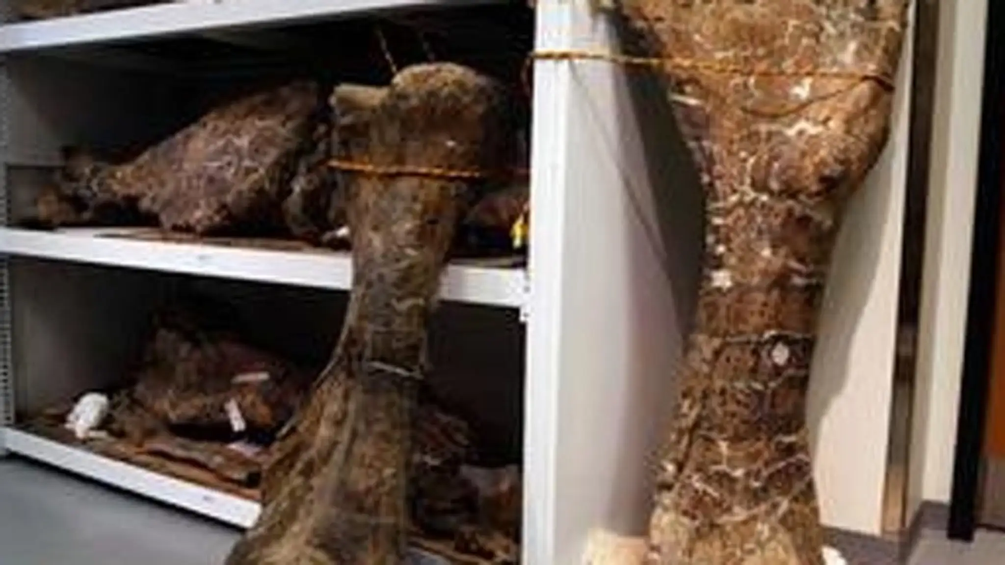 Vedci vypočítali, že dreadnoughtus dosahoval hmotnosť takmer 60 ton