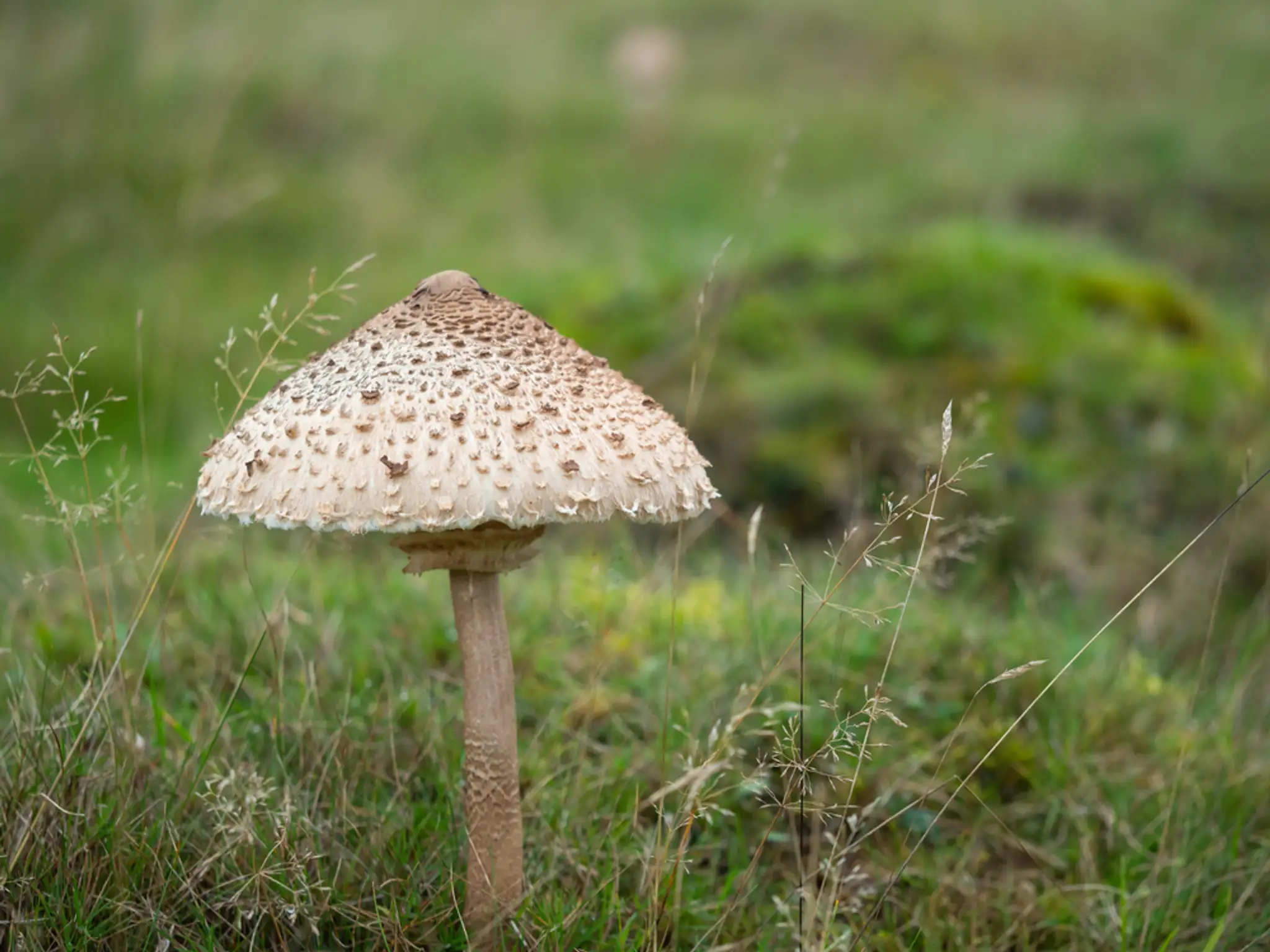 Bedľa vysoká