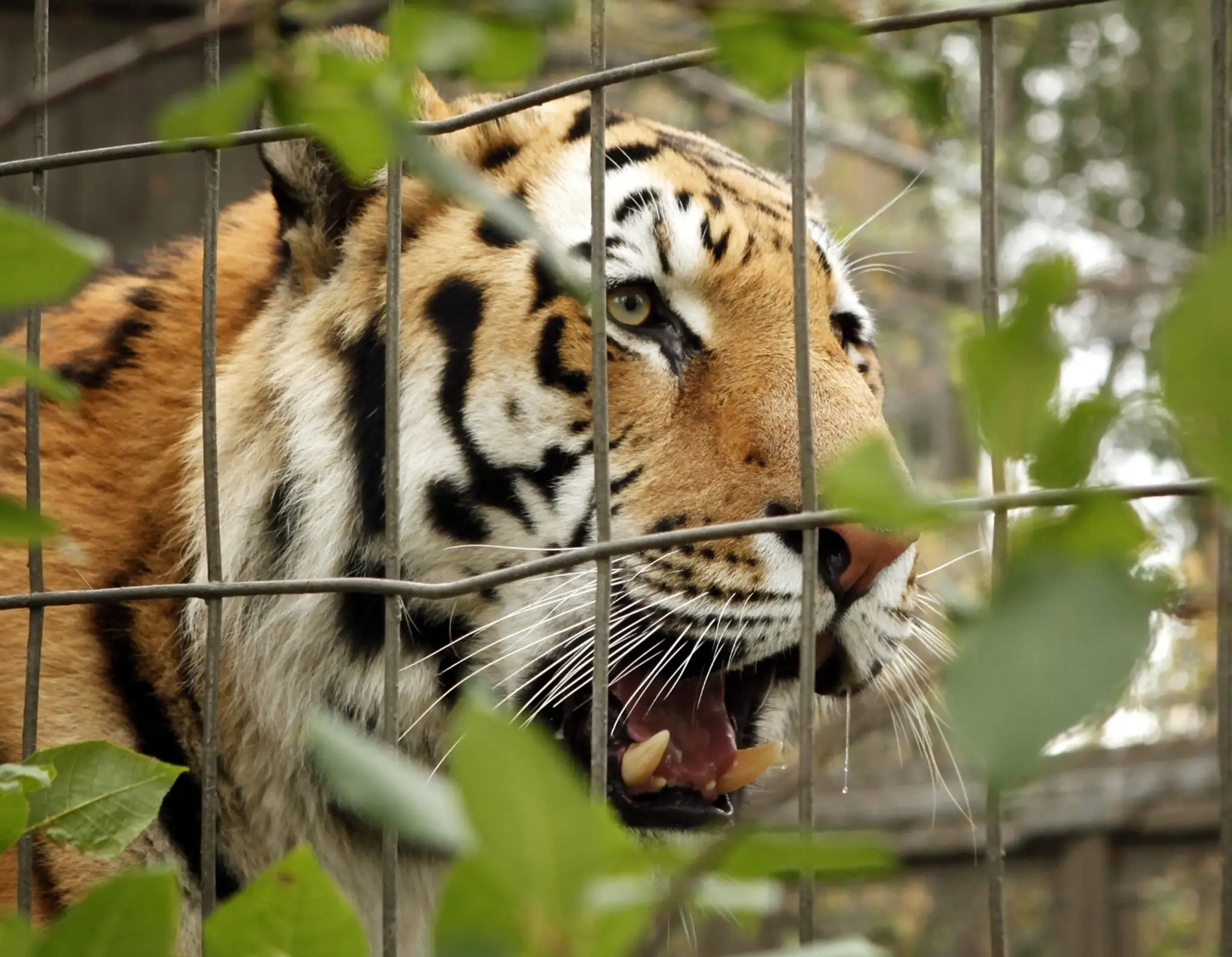 Tiger v ZOO