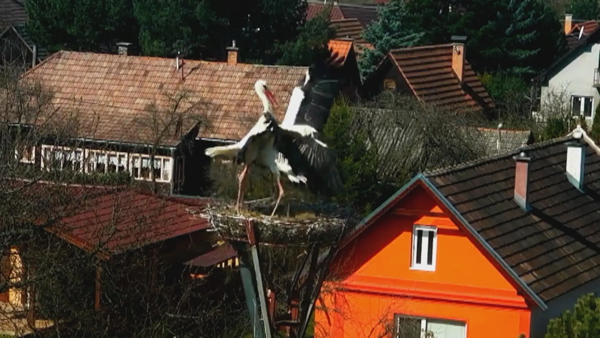 Potkan v dome.