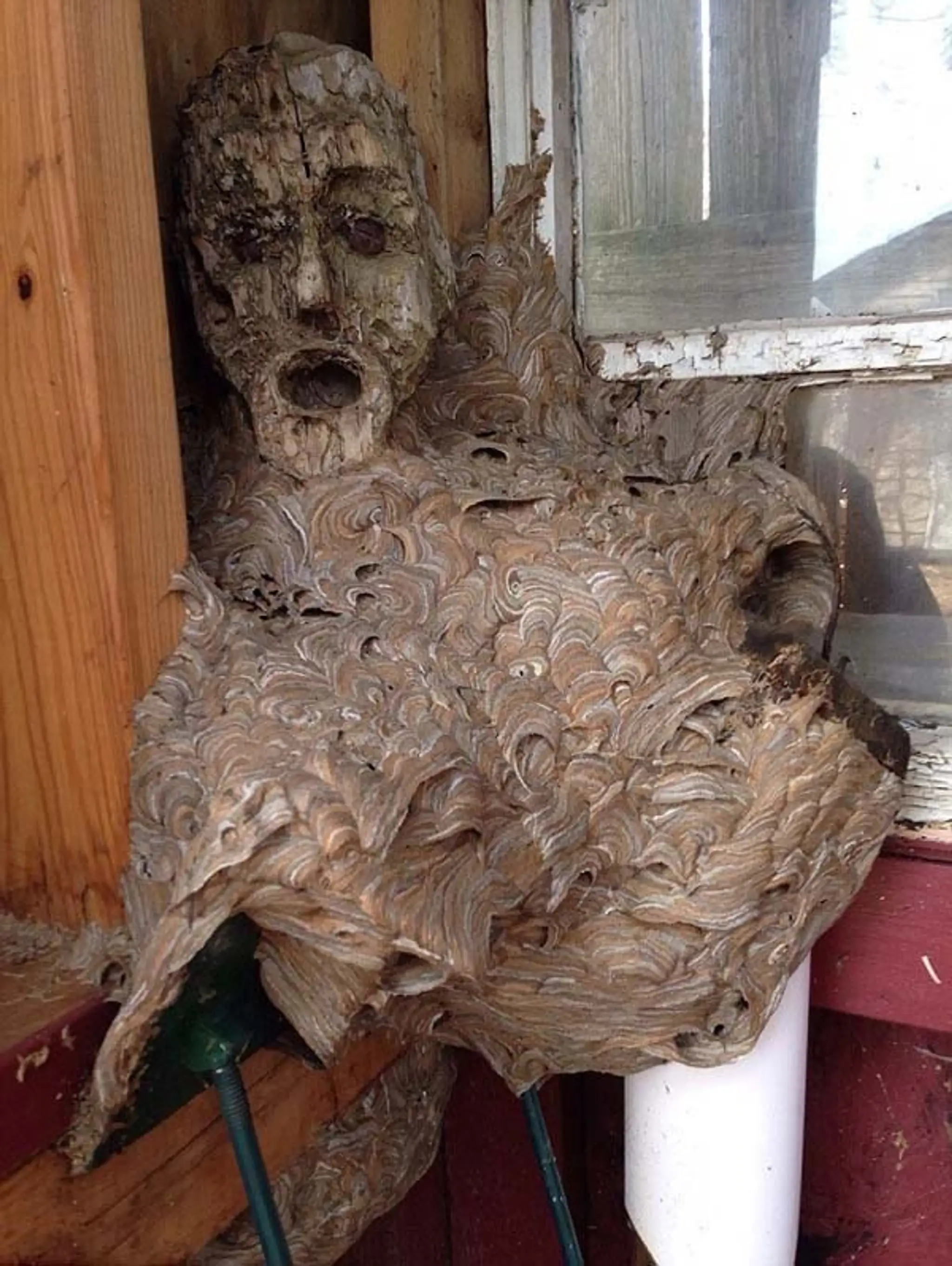 hornets-nest1.jpg