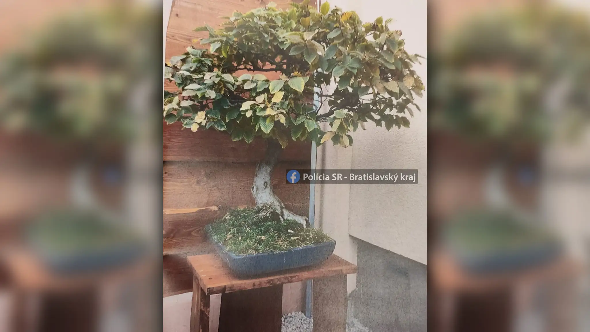 Ukradnutý bonsaj.