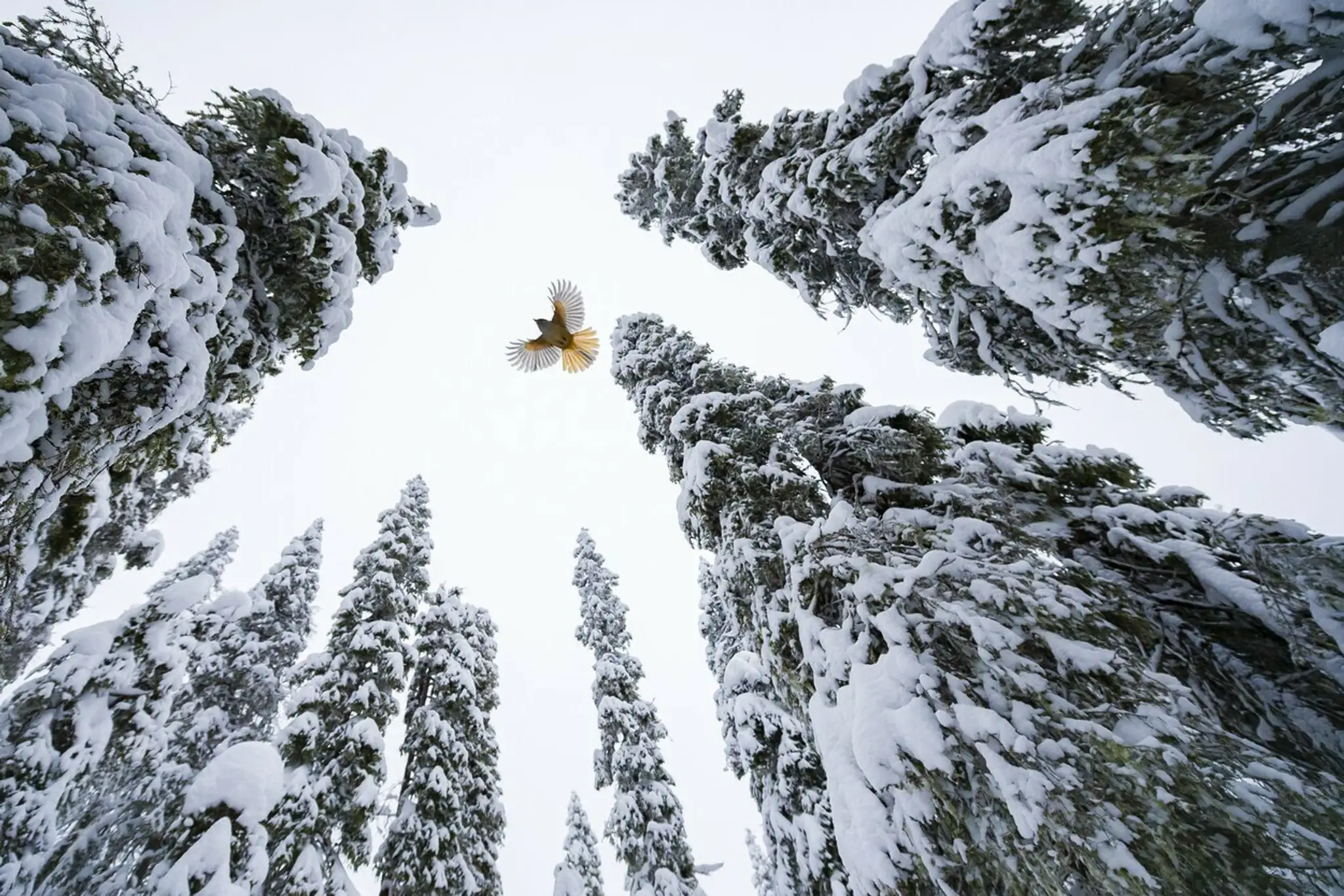 Lasse KurkelaWildlife Photographer of the Year.jpg