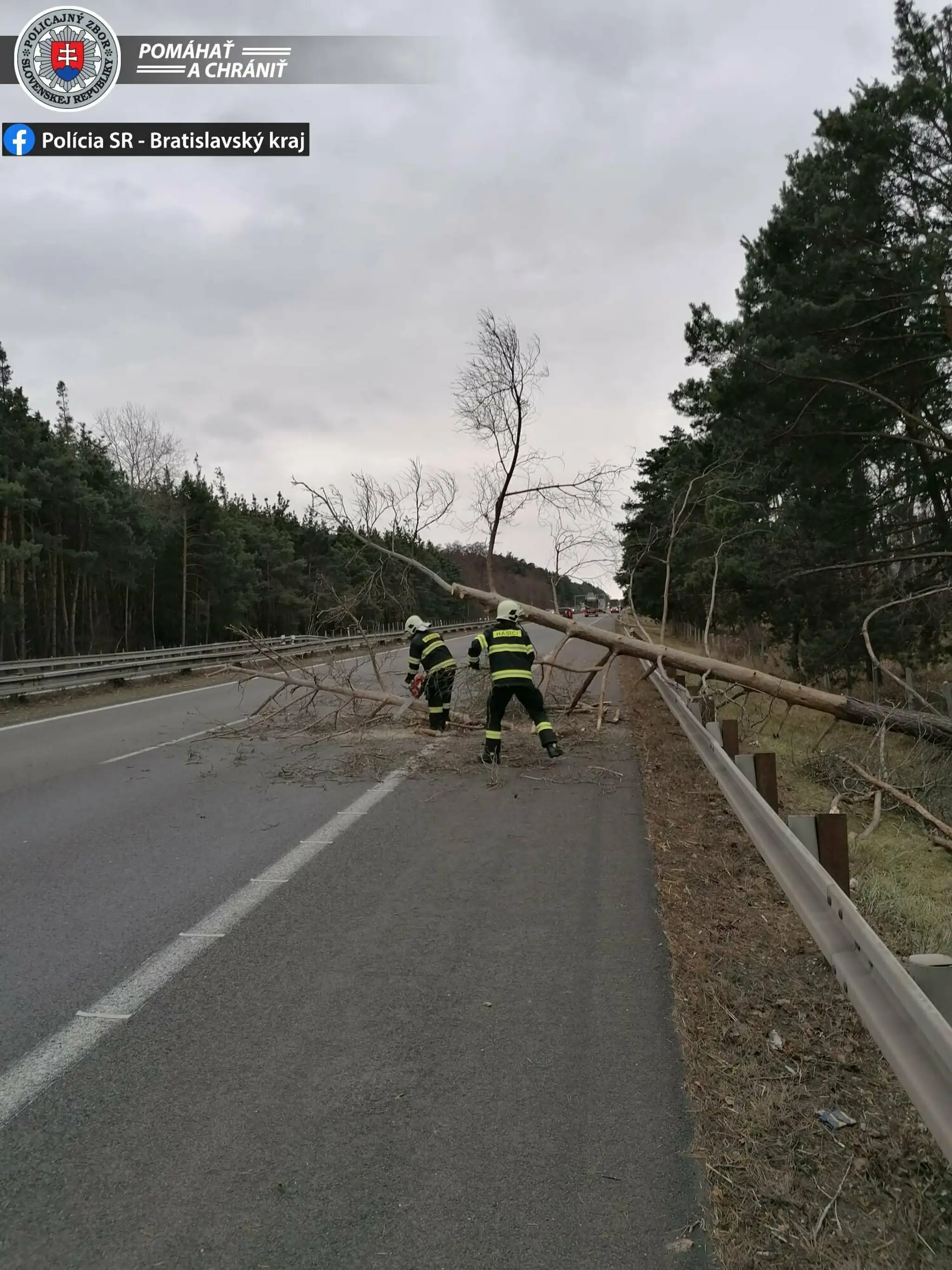 Hasiči odstraňovali padnutý strom.