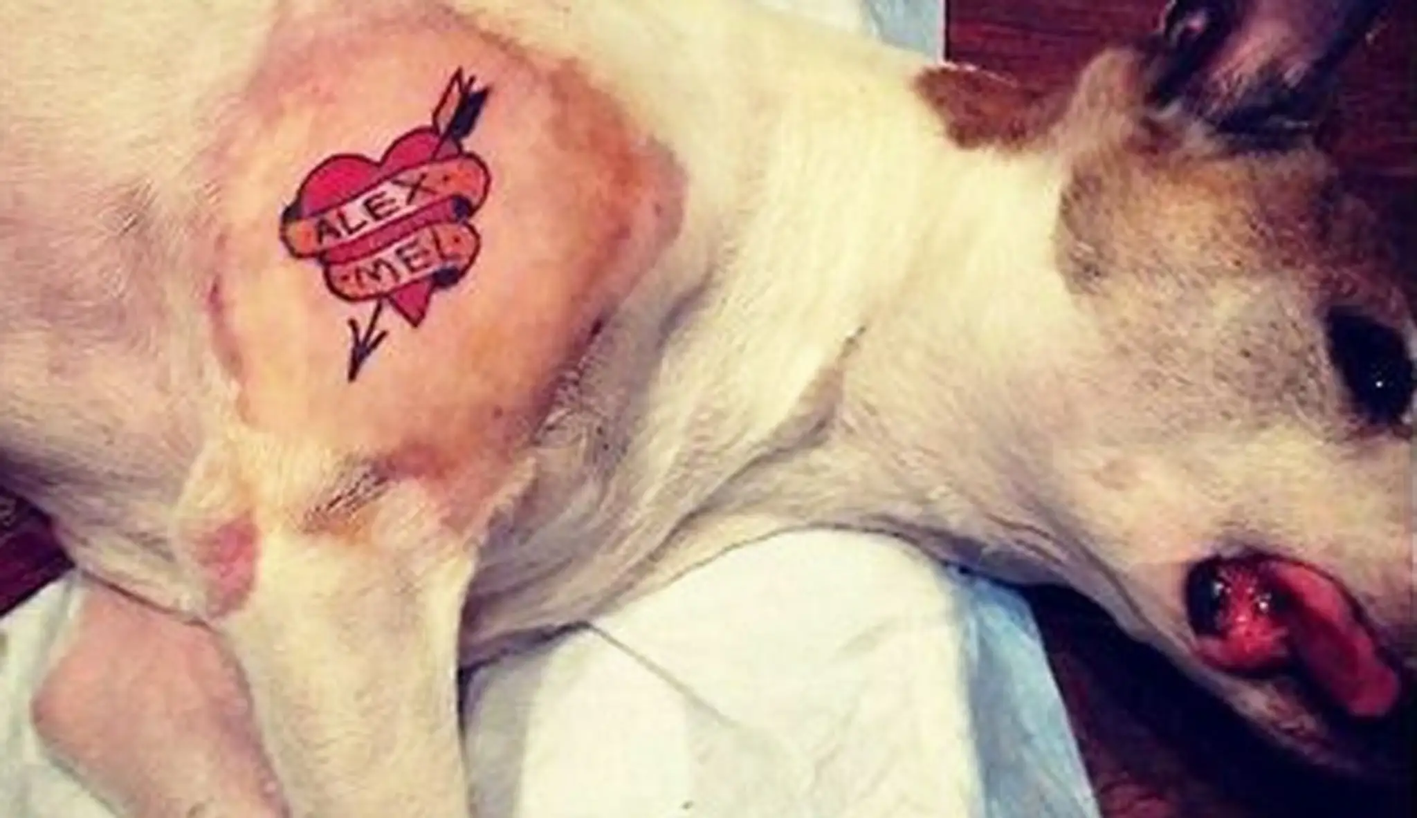 dog-tat.jpg