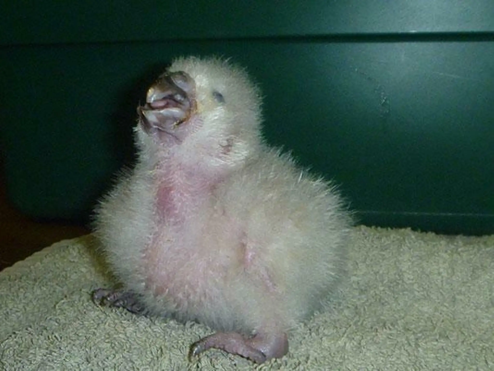 crushed-egg-repair-rare-parrot-lisa-one-kakapo-8.jpg