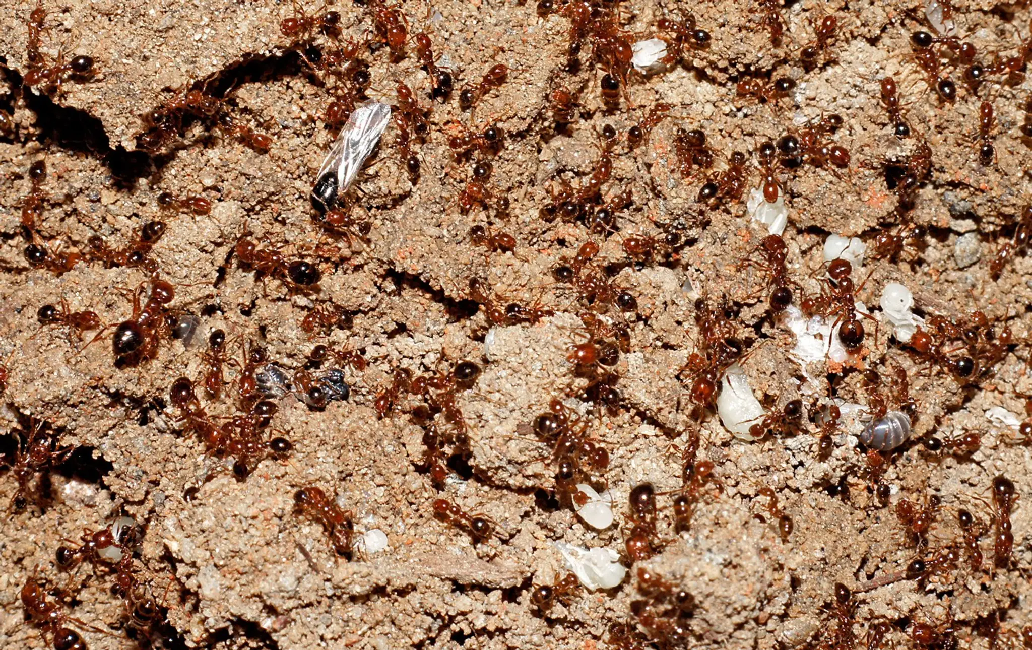 Červený mravec ohnivý (Solenopsis invicta)