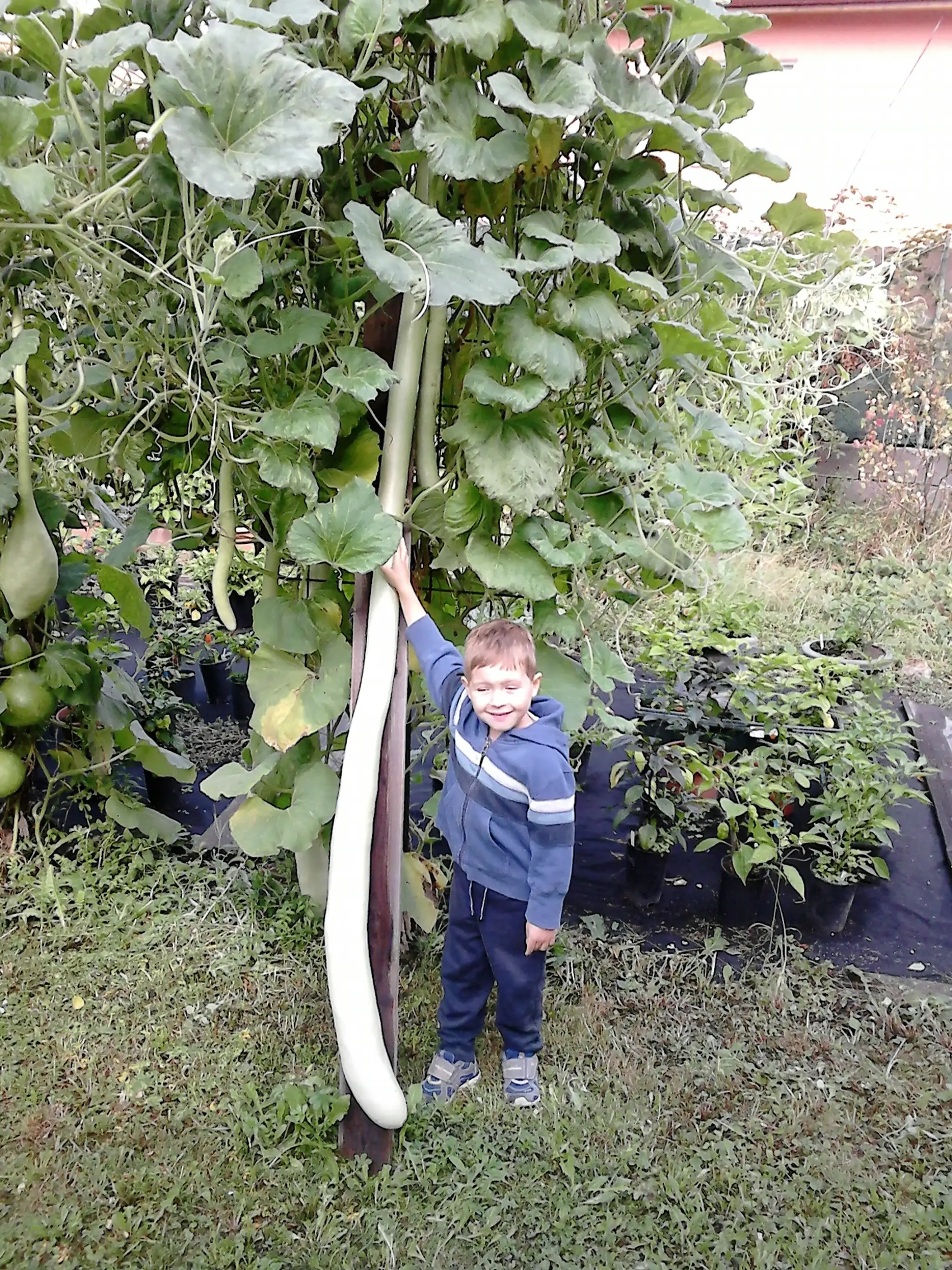 Uhorka gigantických rozmerov
