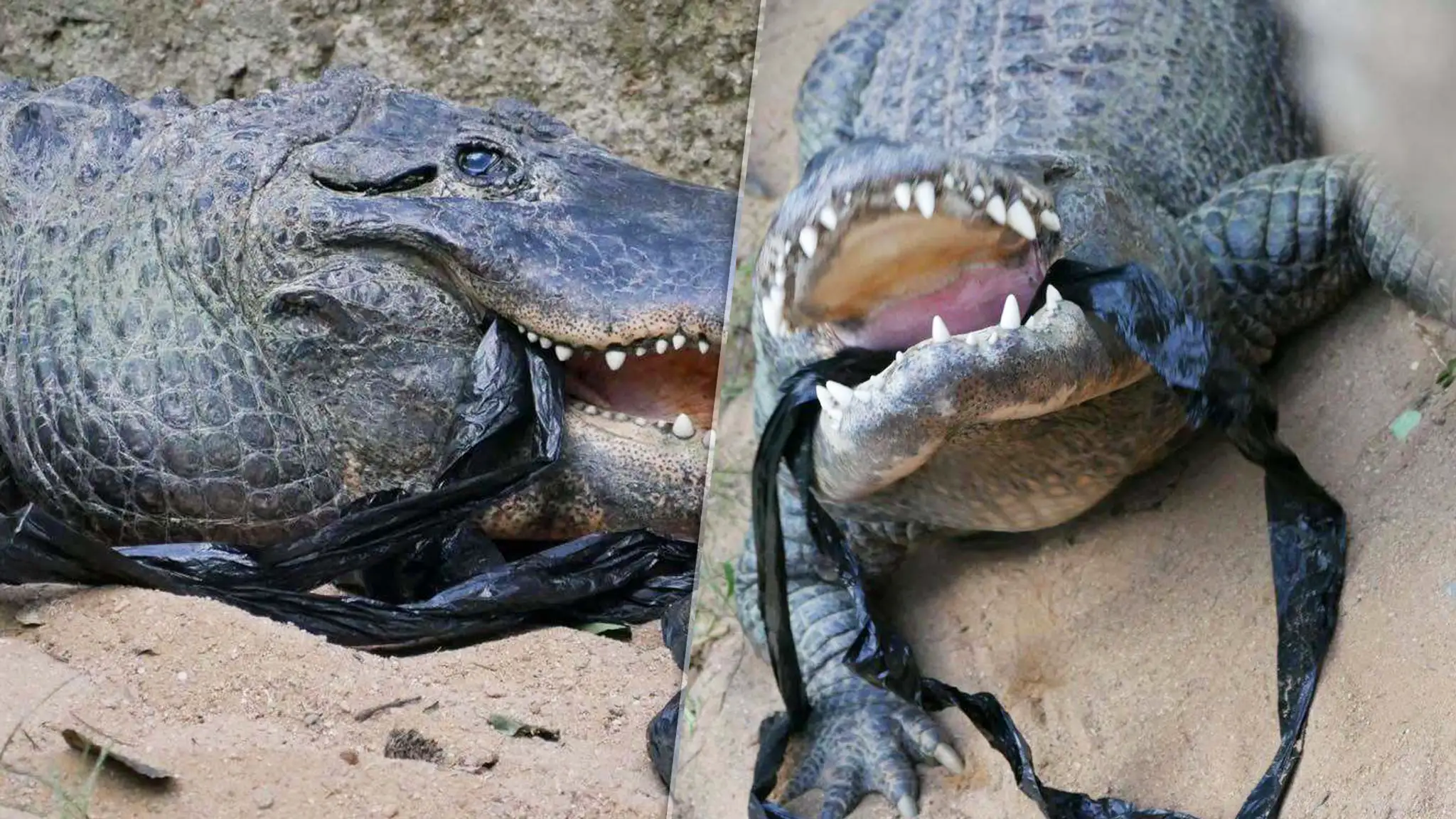 Znečistenie výbehov je pre zvieratá nebezpečné
